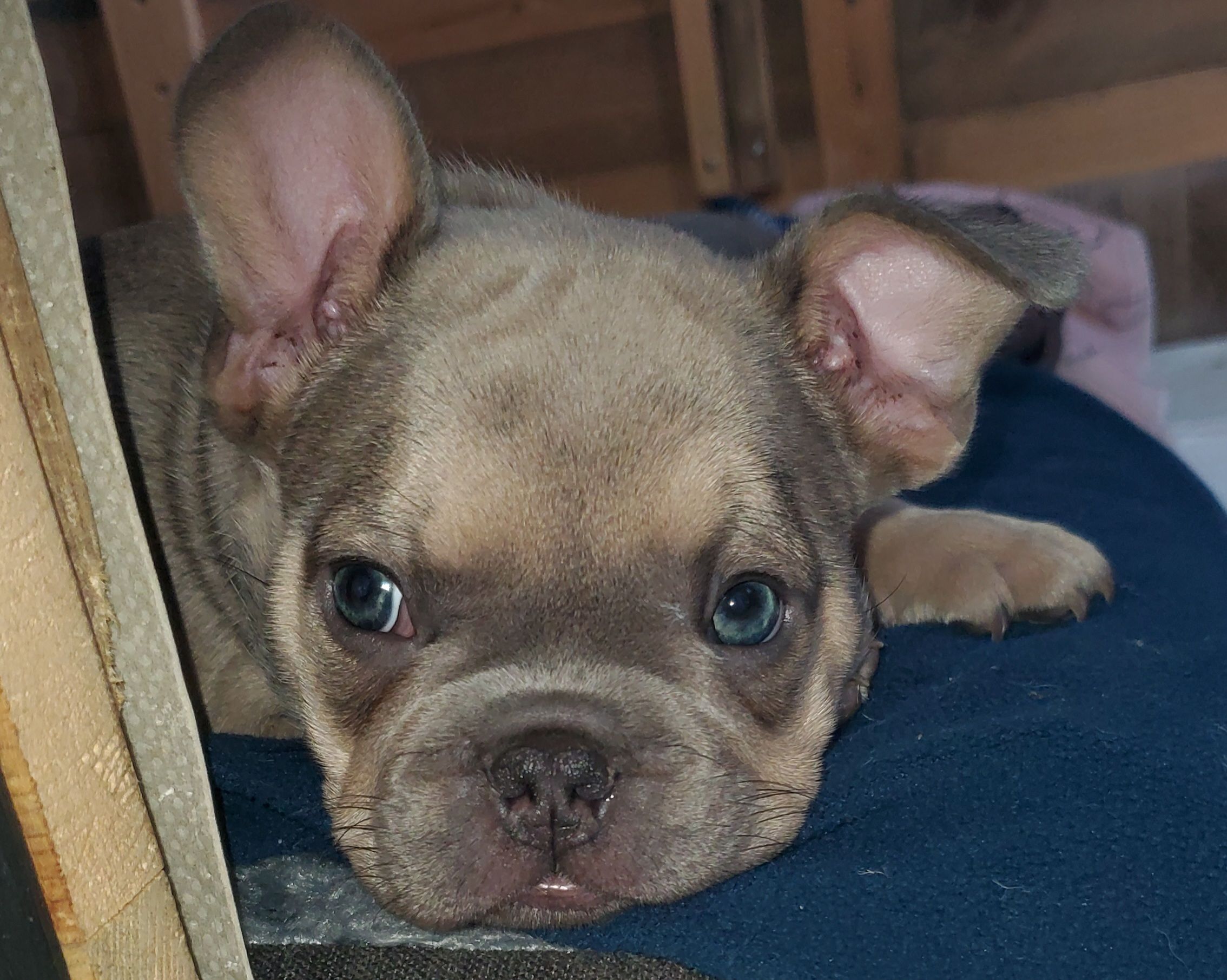 Chiots bouledogue français