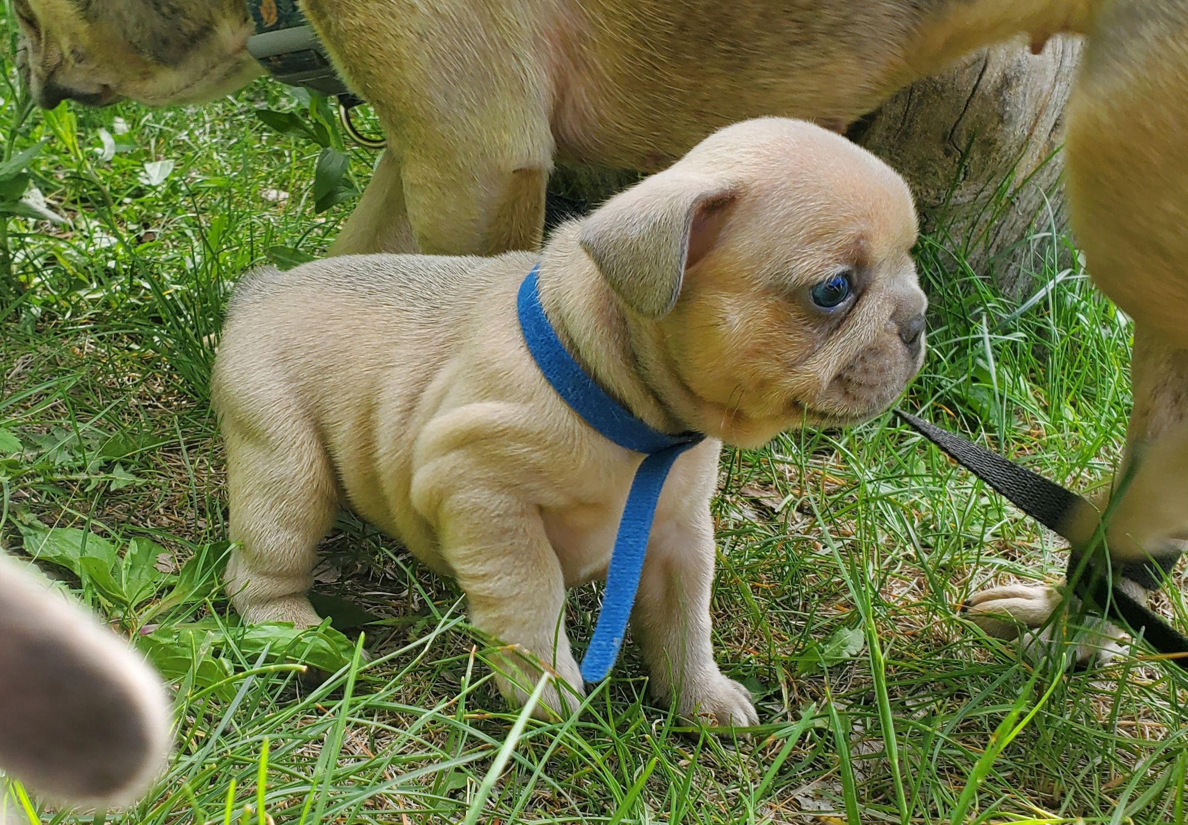 Chiots bouledogue français