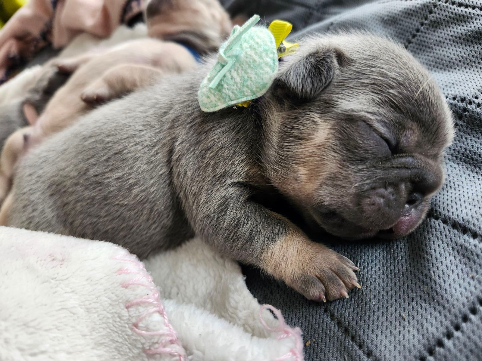 Chiots bouledogue français