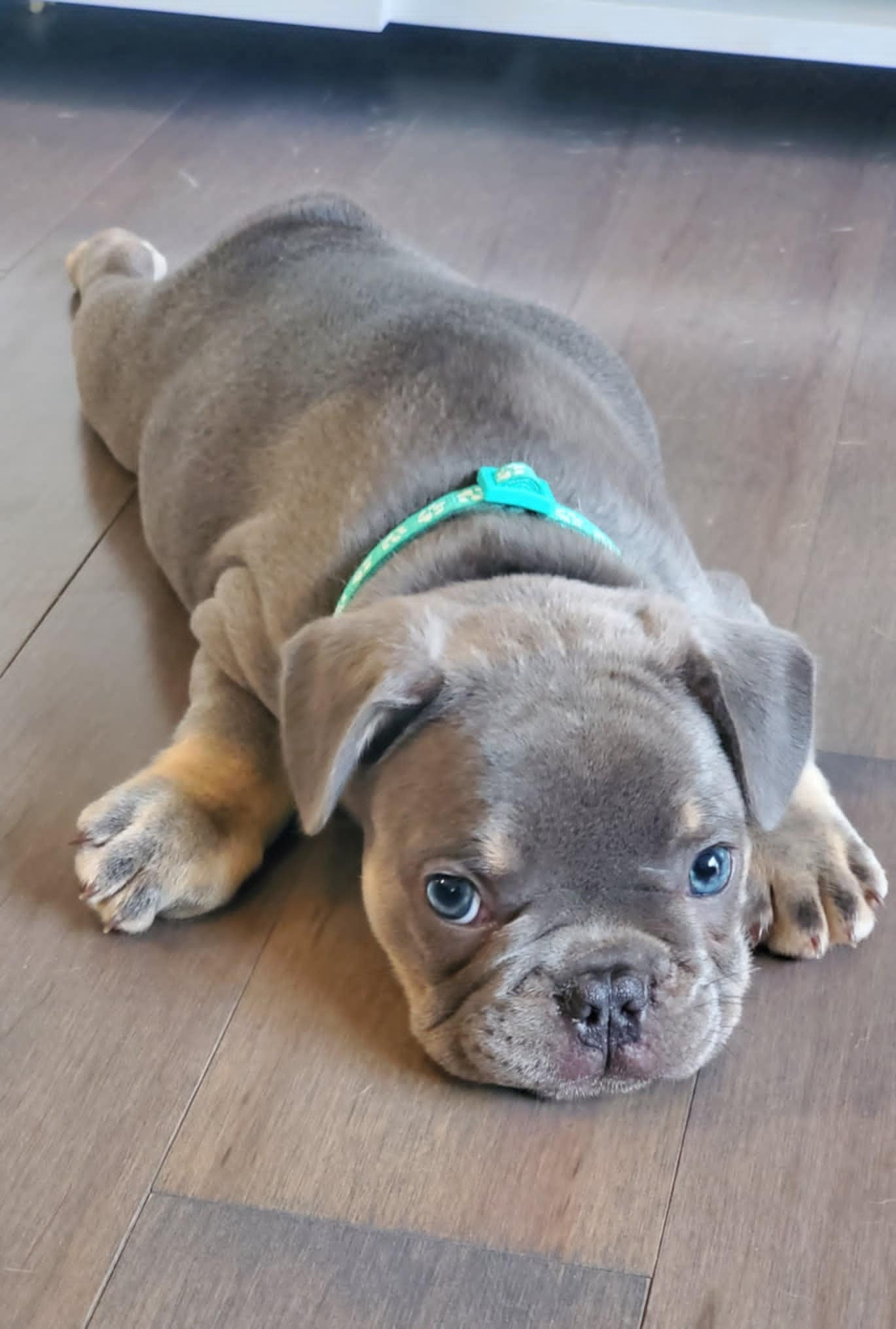 Chiots bouledogue français