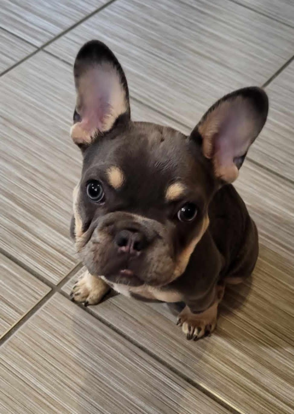 Chiots bouledogue français