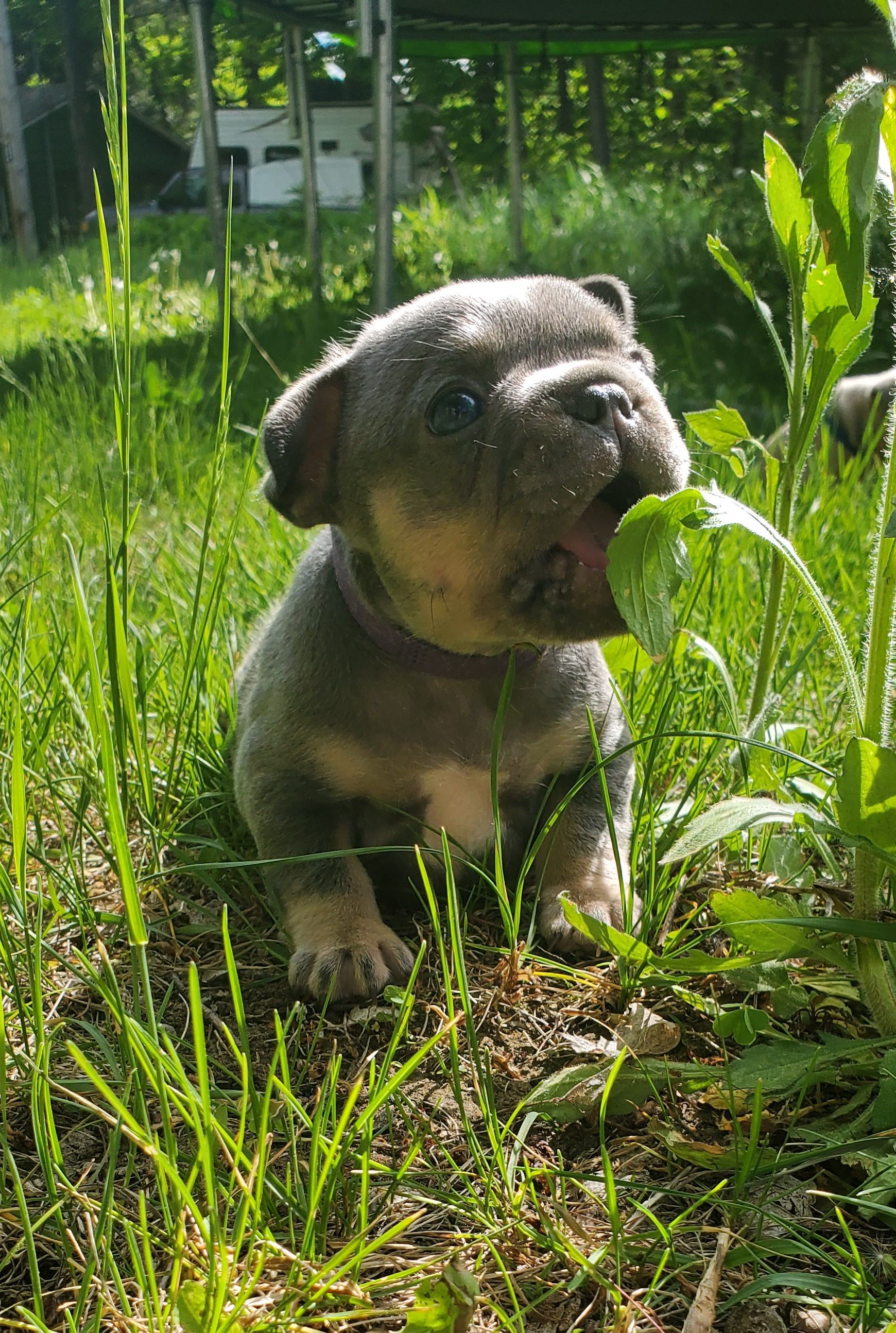 Chiots bouledogue français