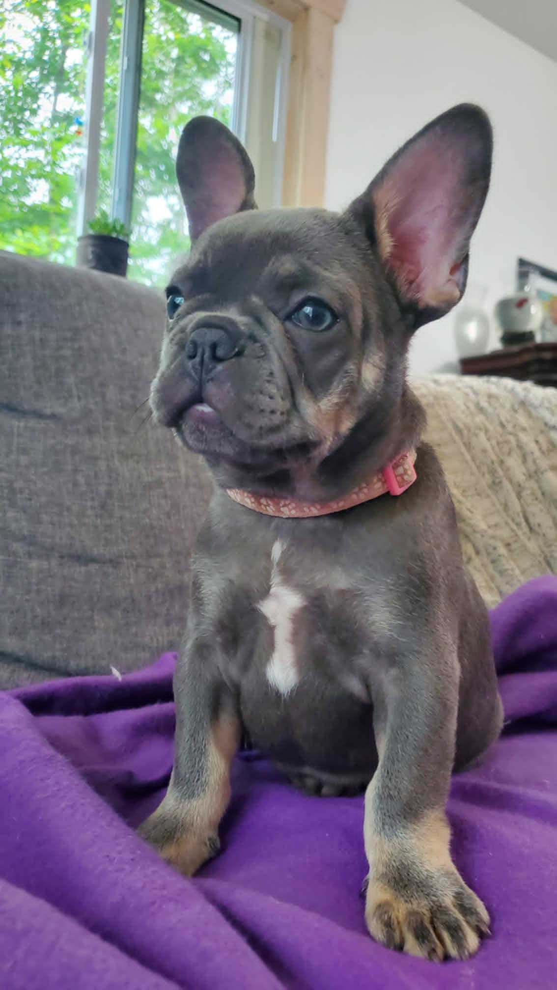 Chiots bouledogue français