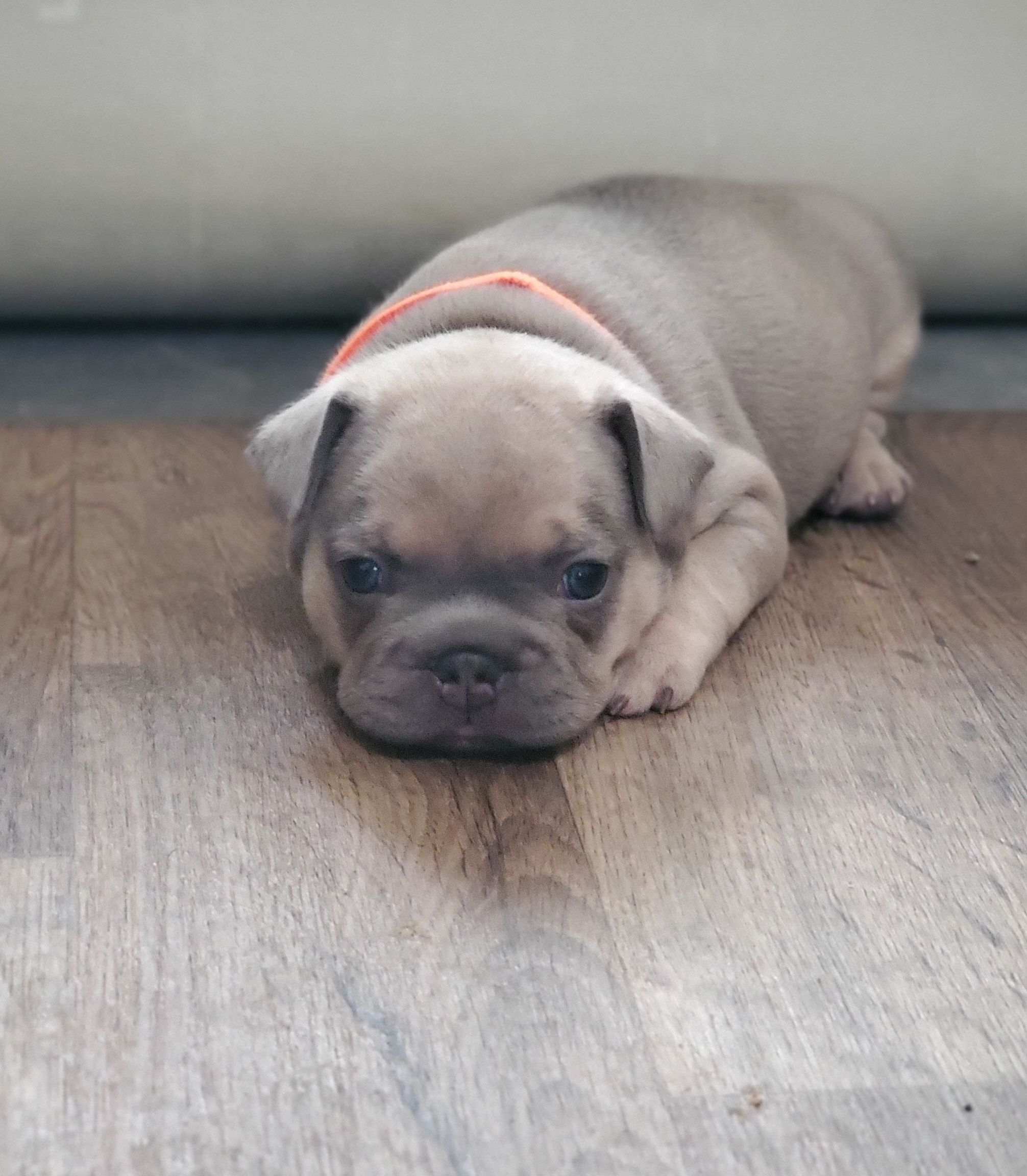 Chiots bouledogue français