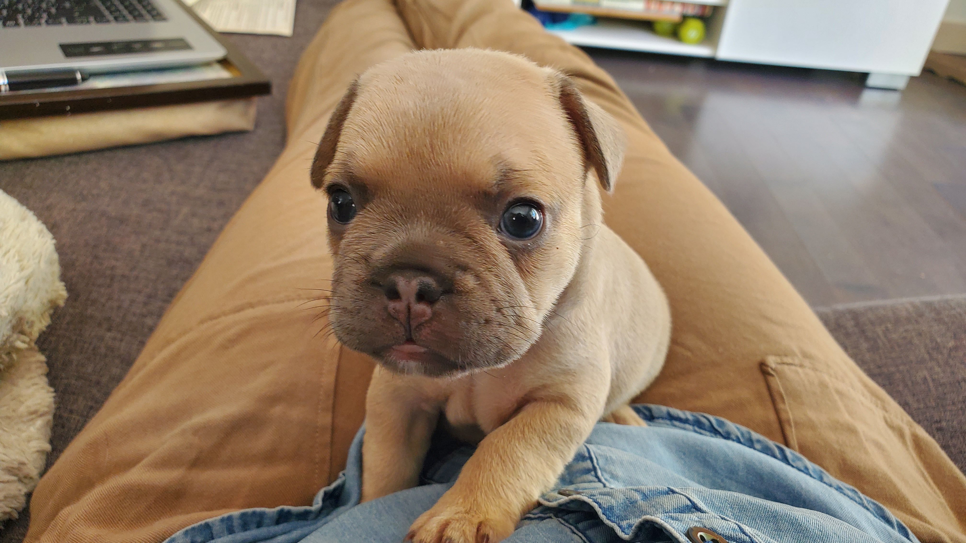 Chiots bouledogue français