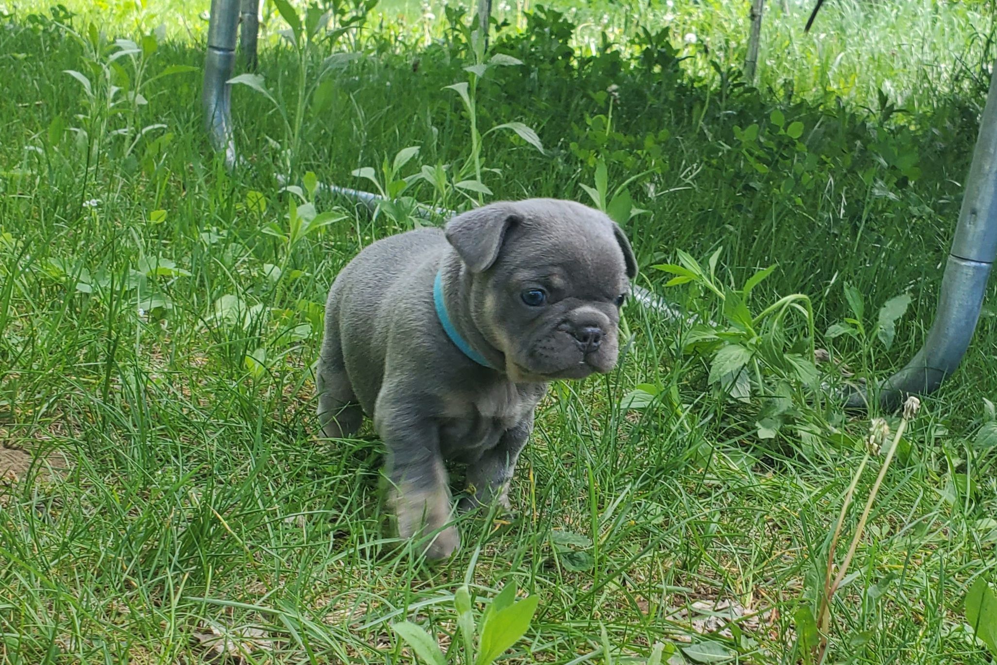 Chiots bouledogue français