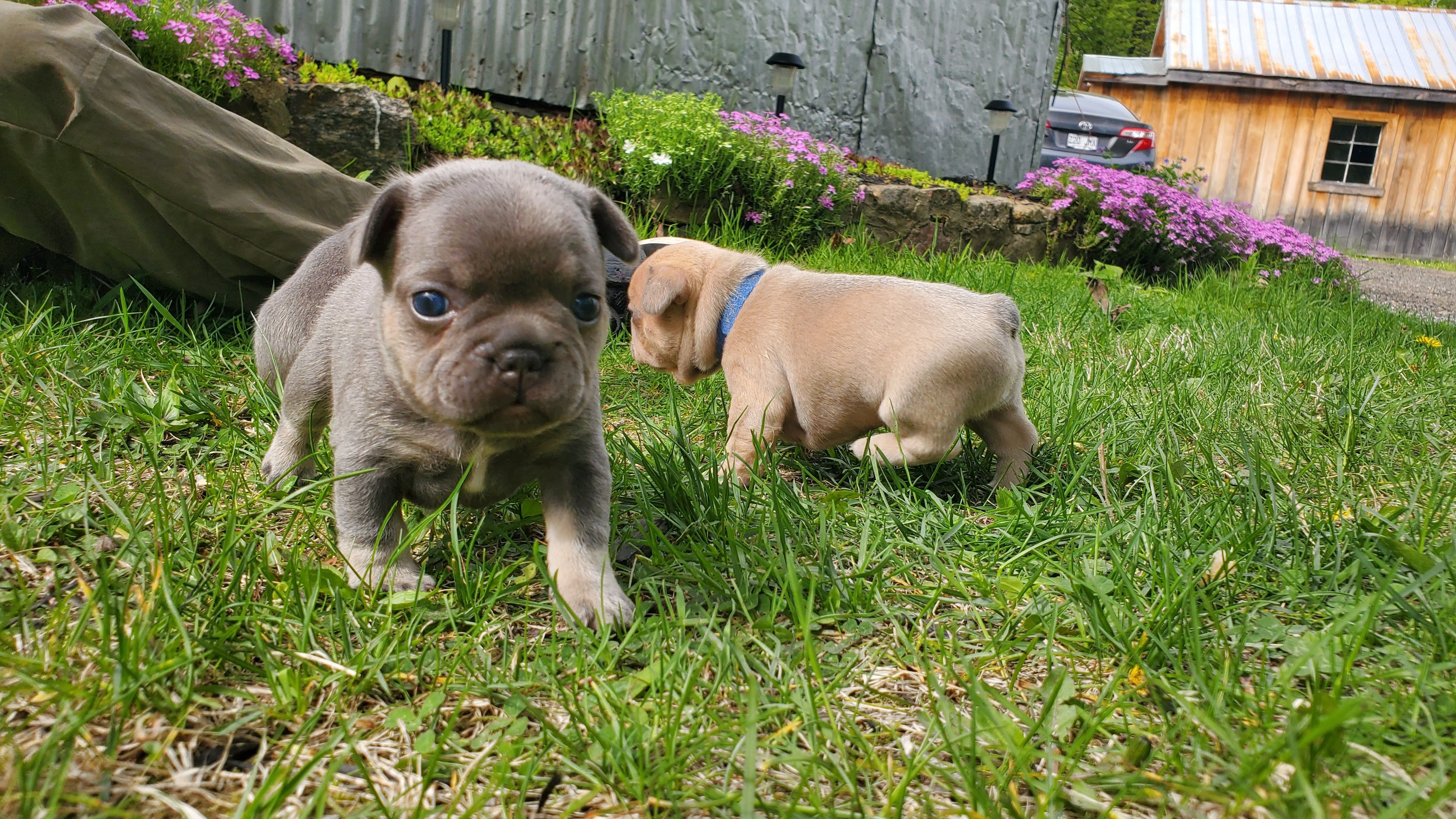 Chiots bouledogue français