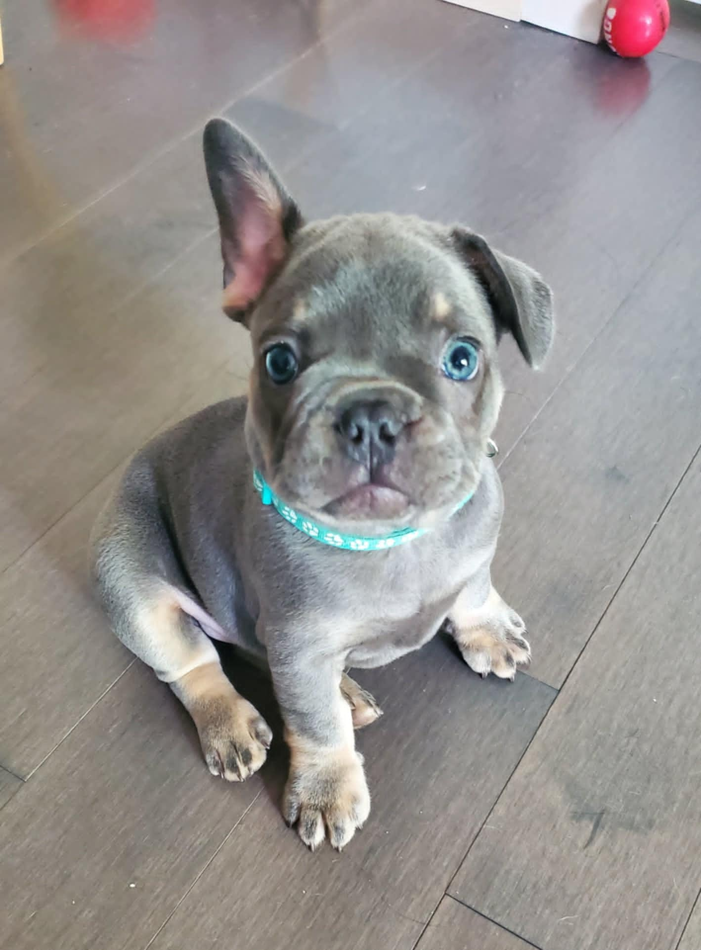 Chiots bouledogue français