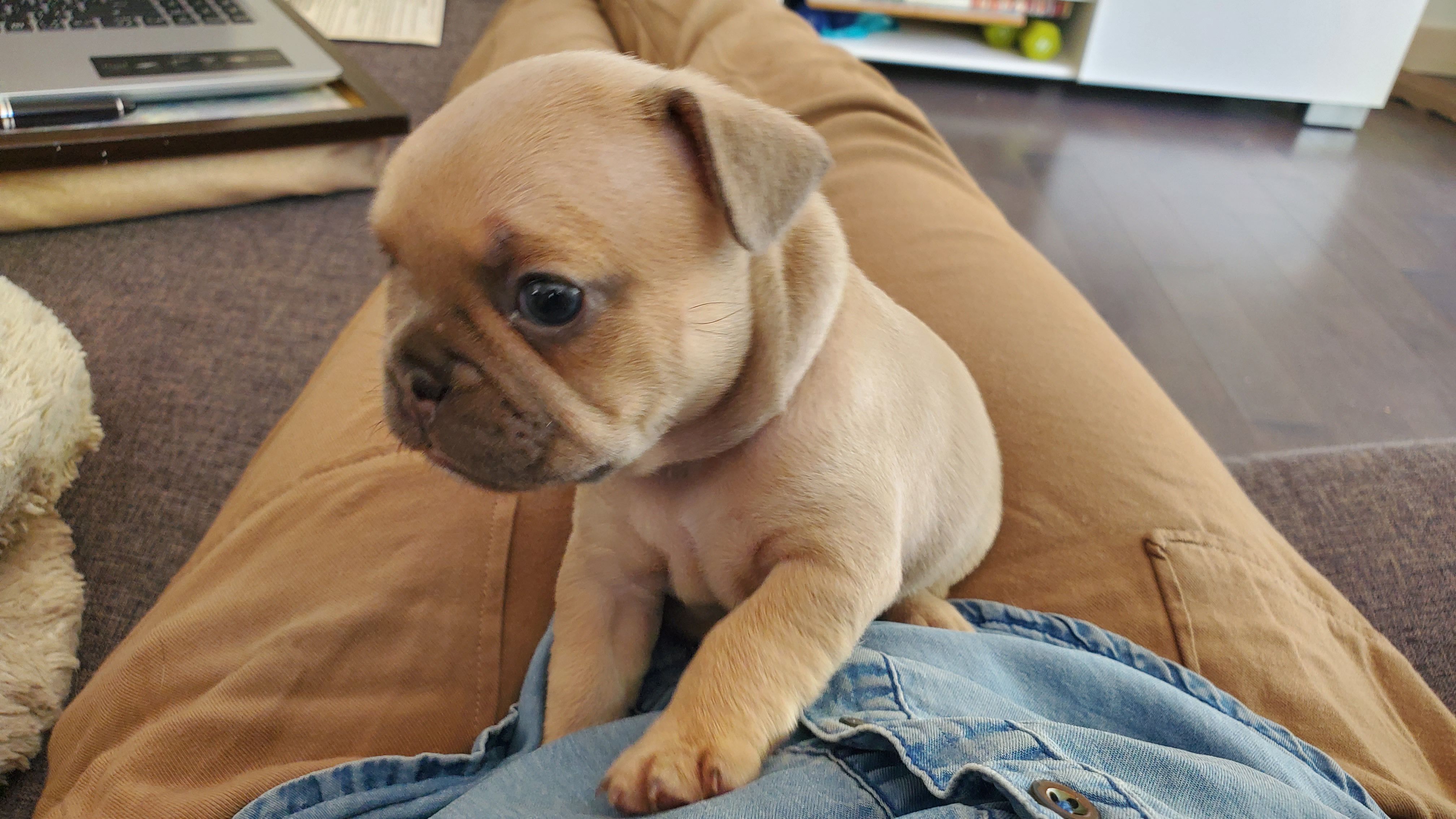 Chiots bouledogue français