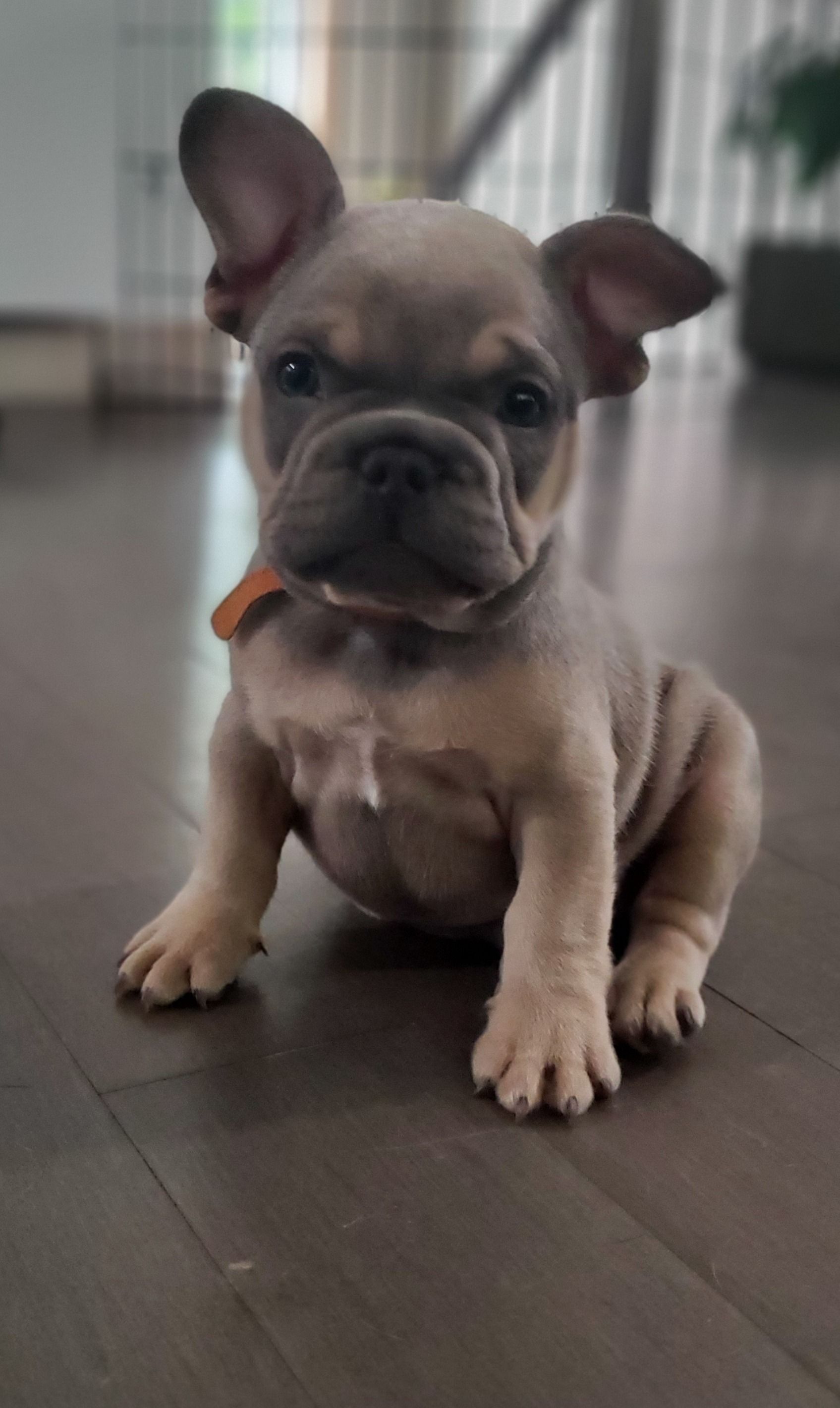 Chiots bouledogue français