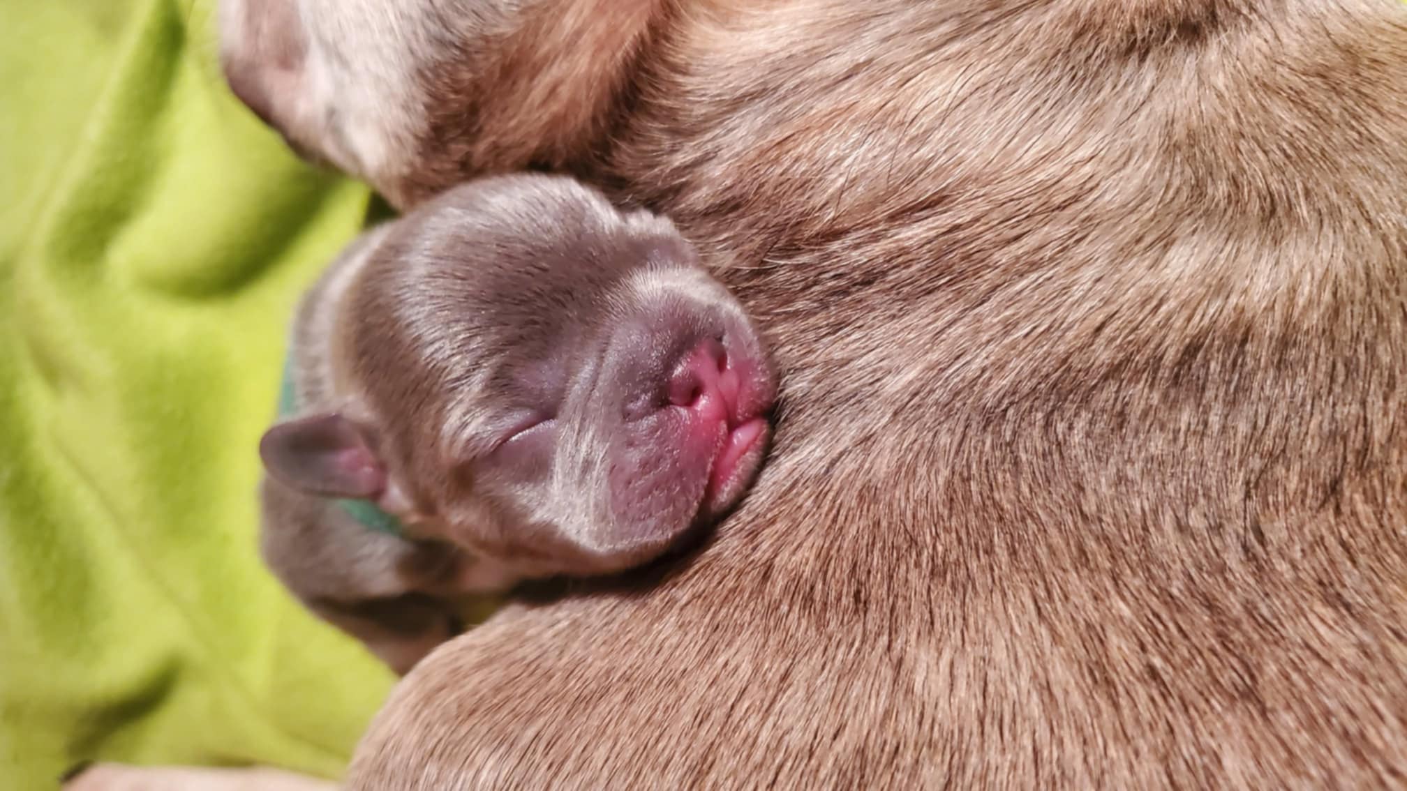 Chiots bouledogue français