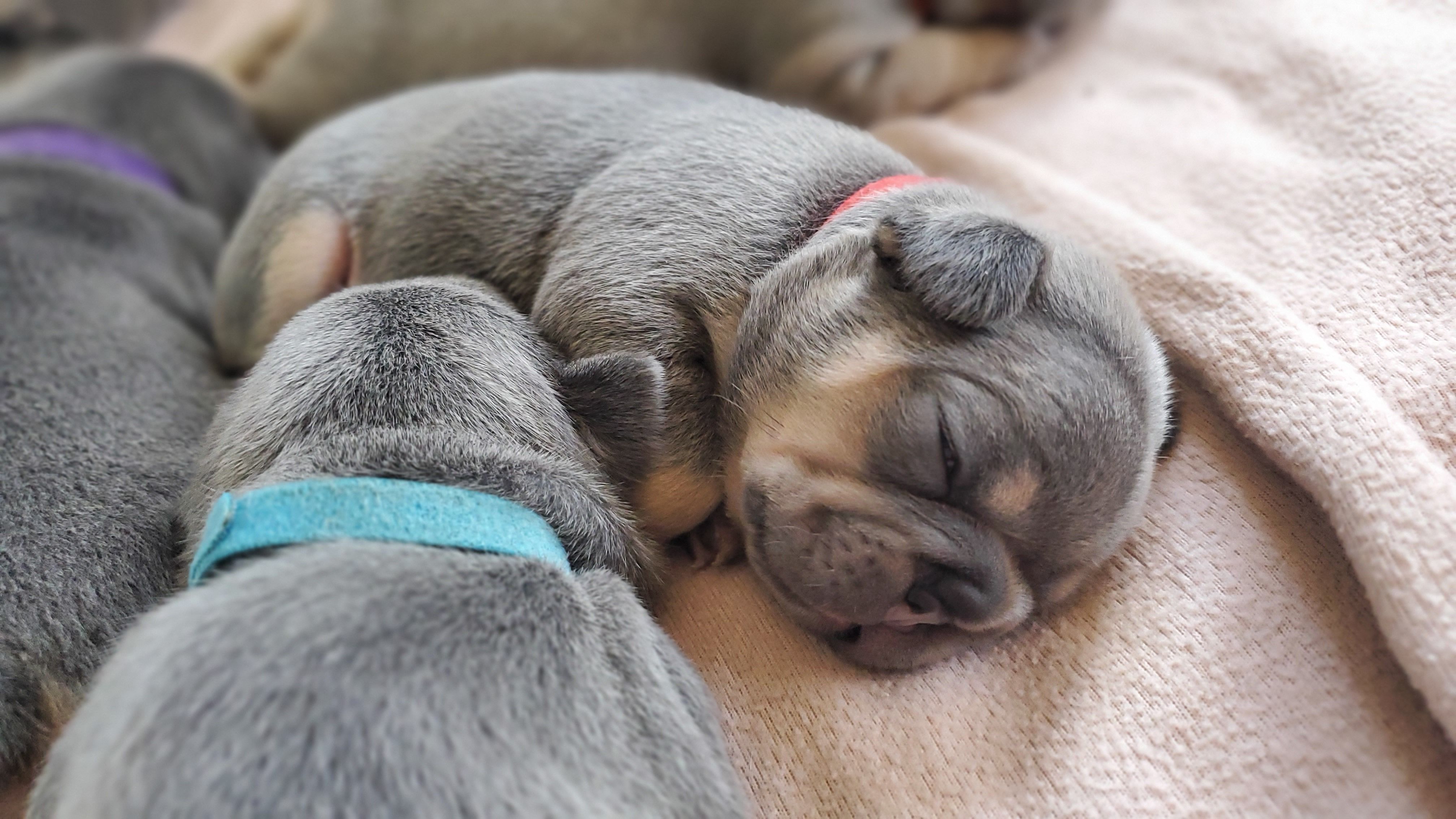 Chiots bouledogue français