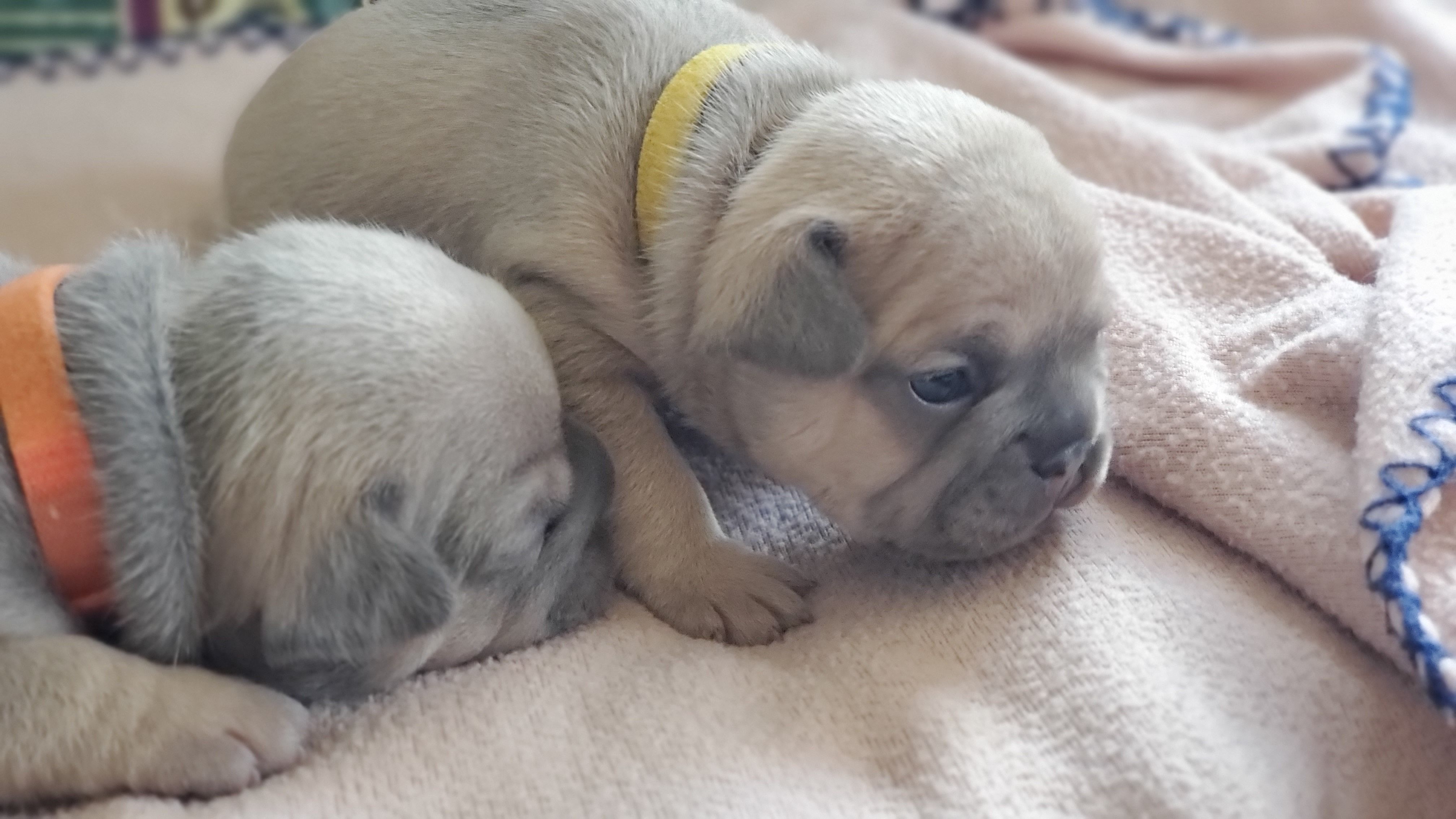 Chiots bouledogue français