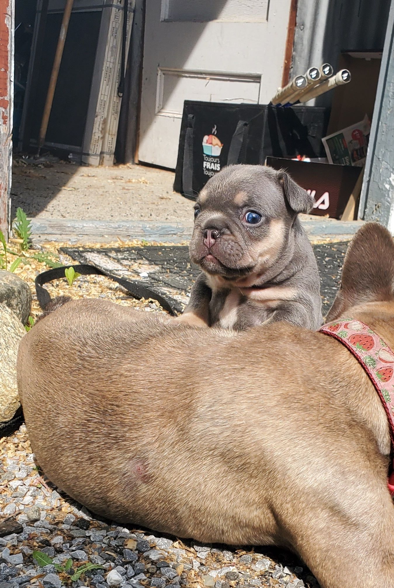 Chiots bouledogue français