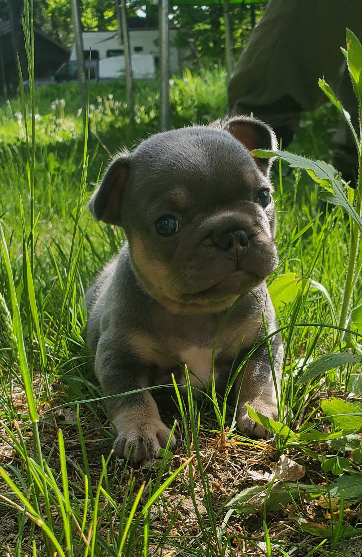 Chiots bouledogue français