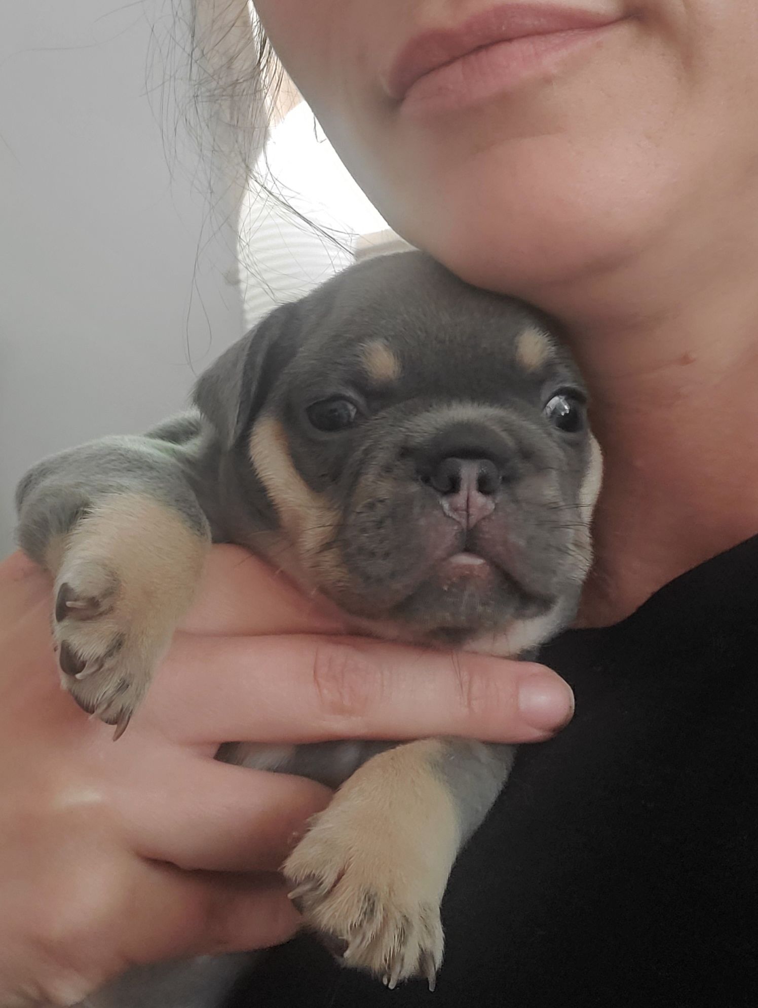 Chiots bouledogue français