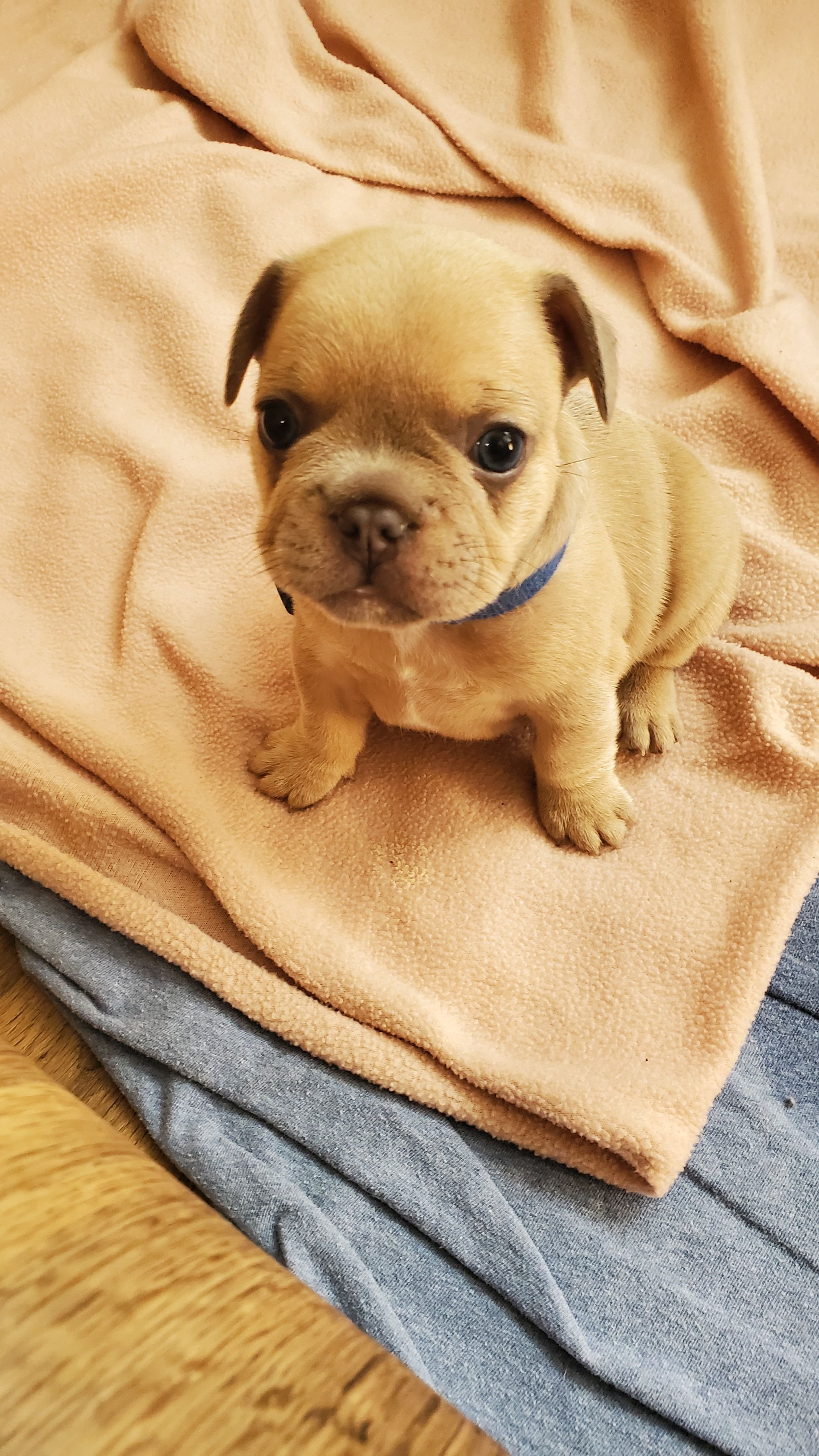 Chiots bouledogue français