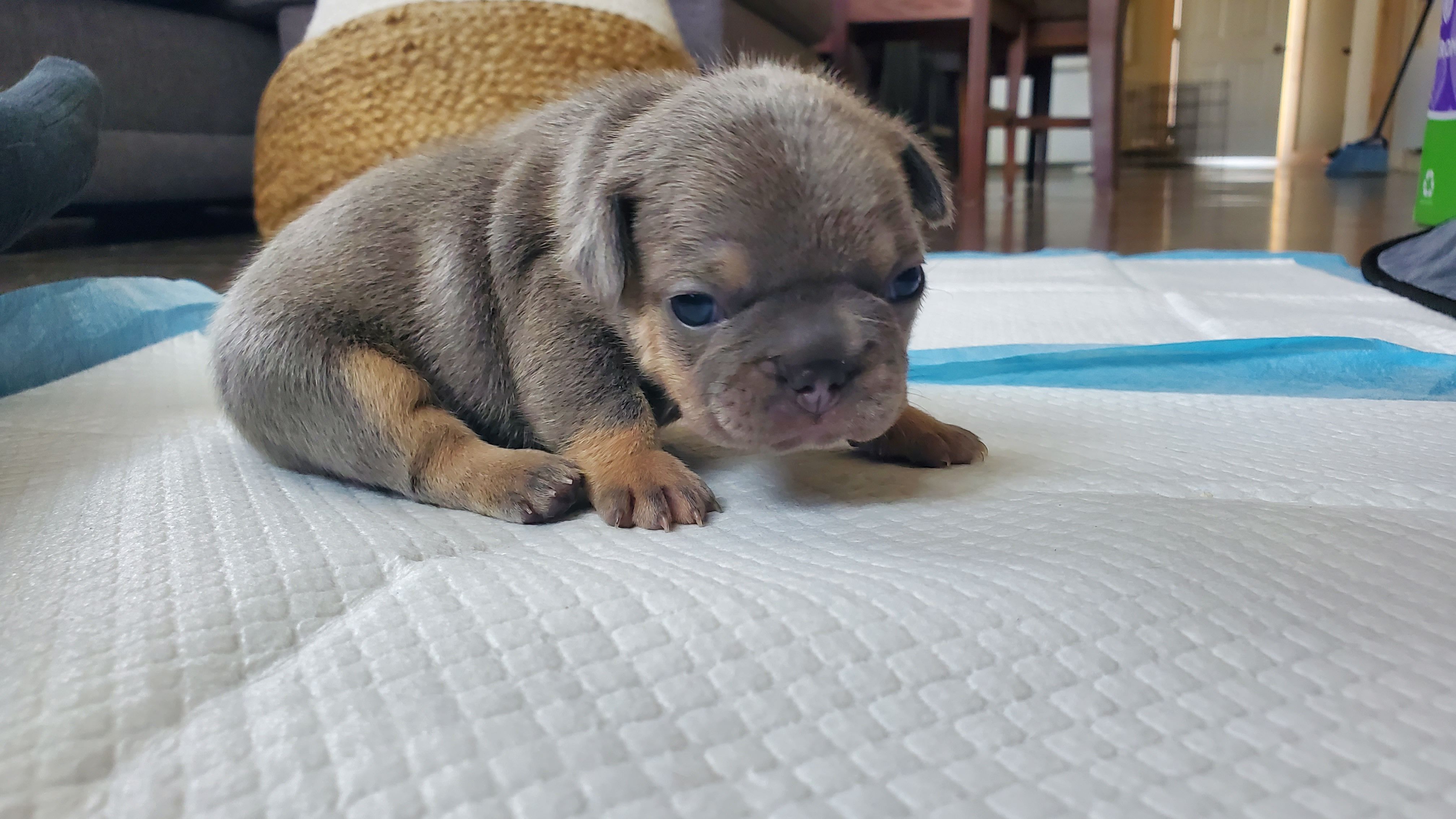 Chiots bouledogue français