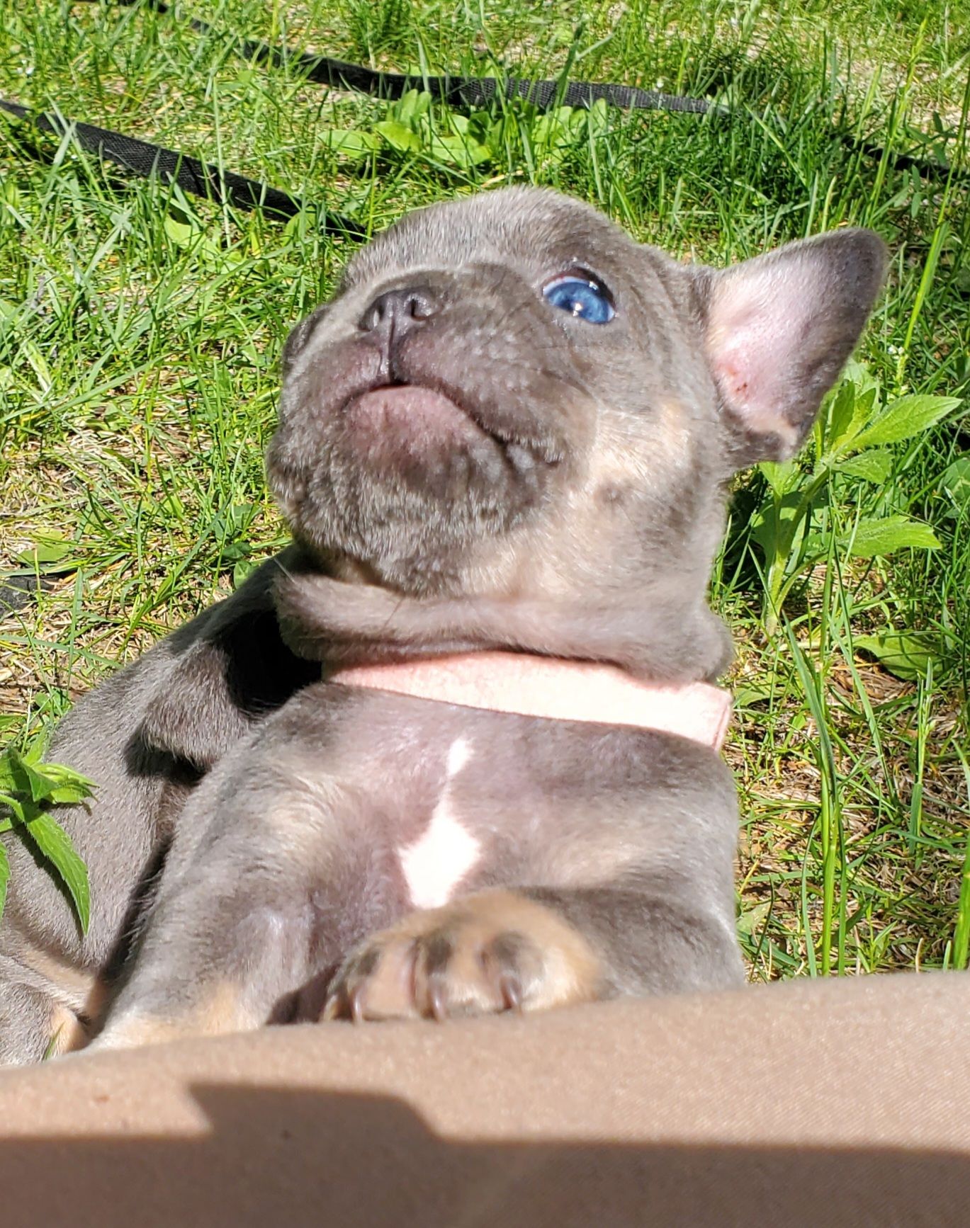 Chiots bouledogue français