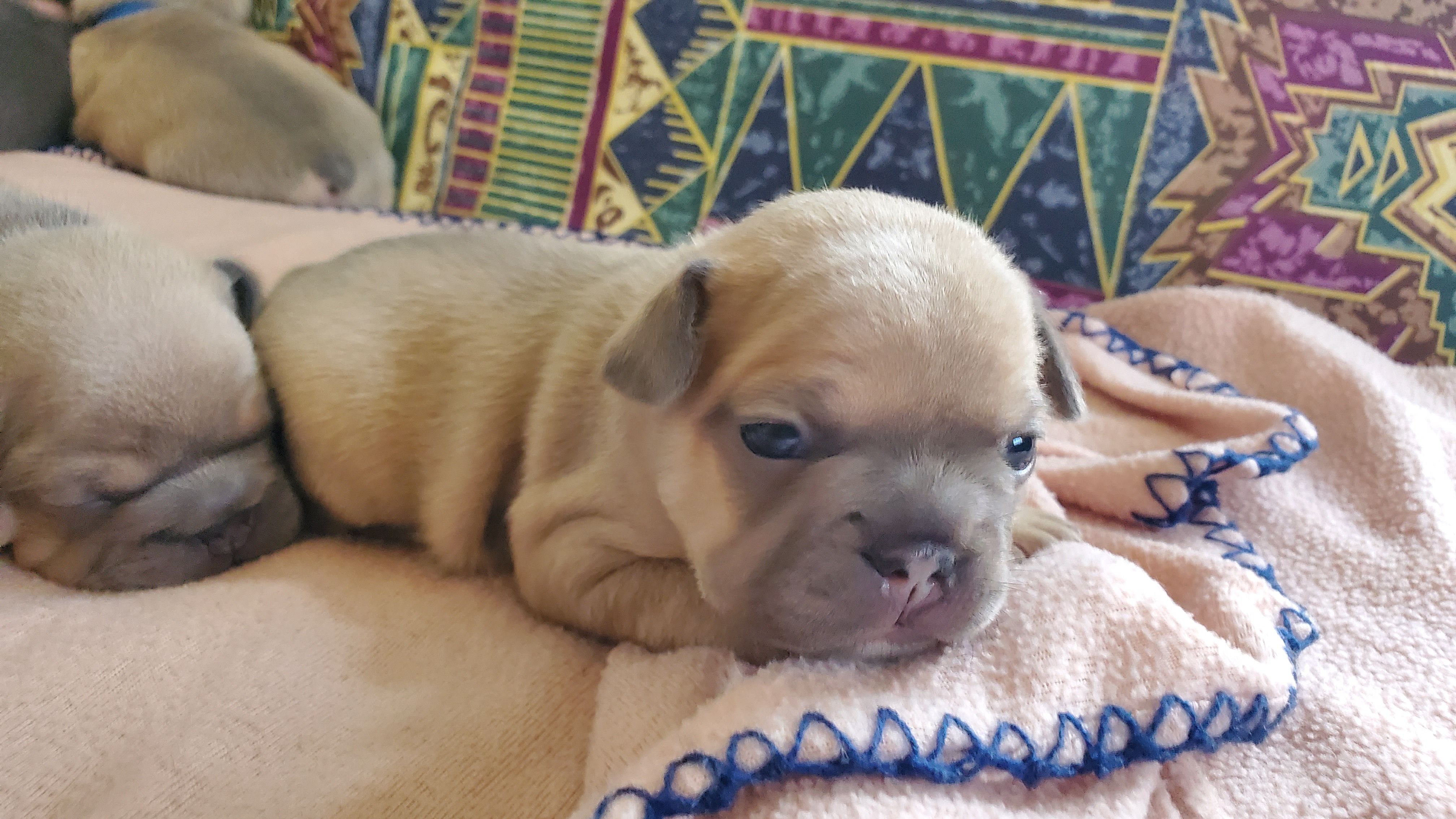 Chiots bouledogue français