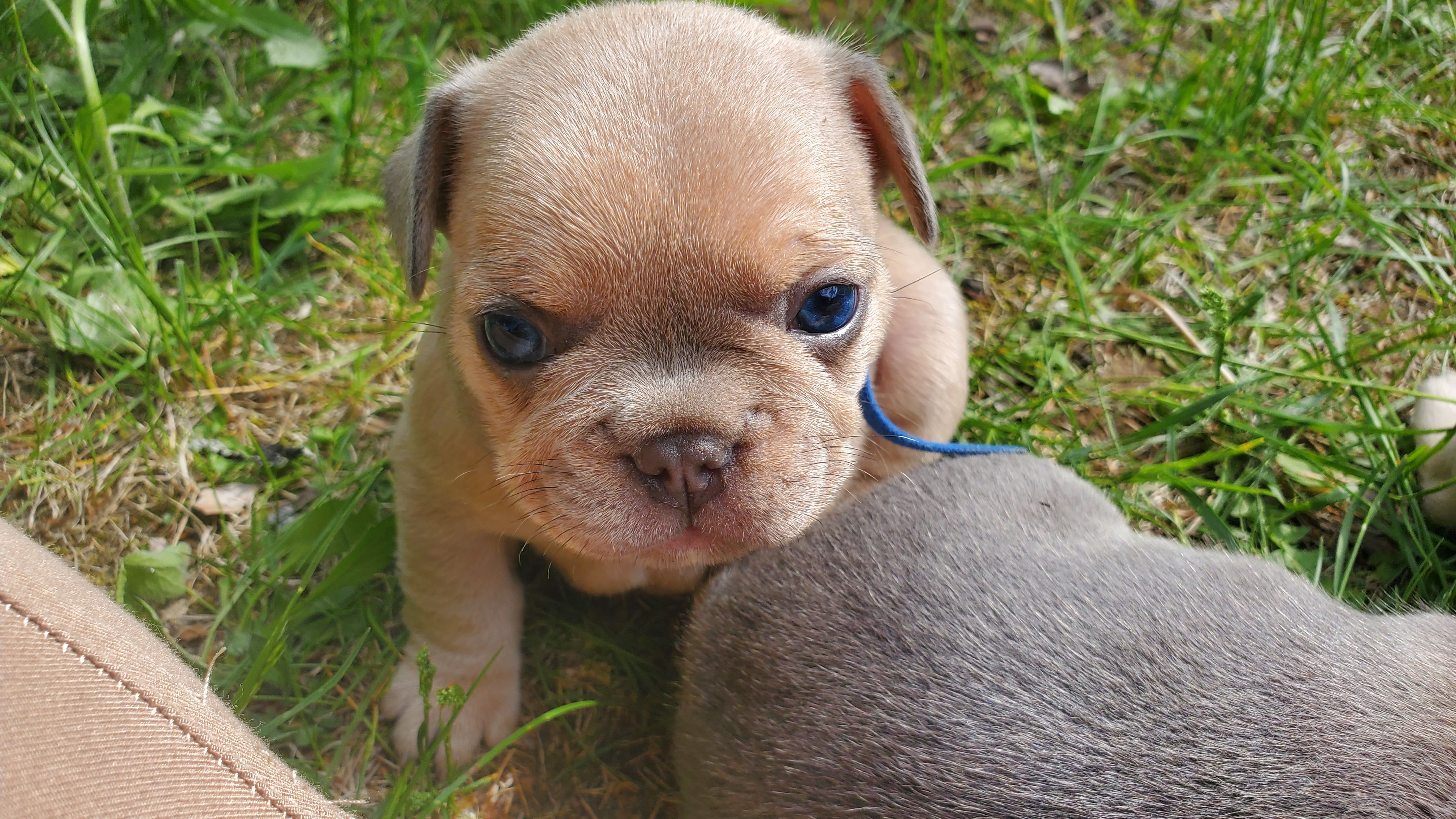 Chiots bouledogue français