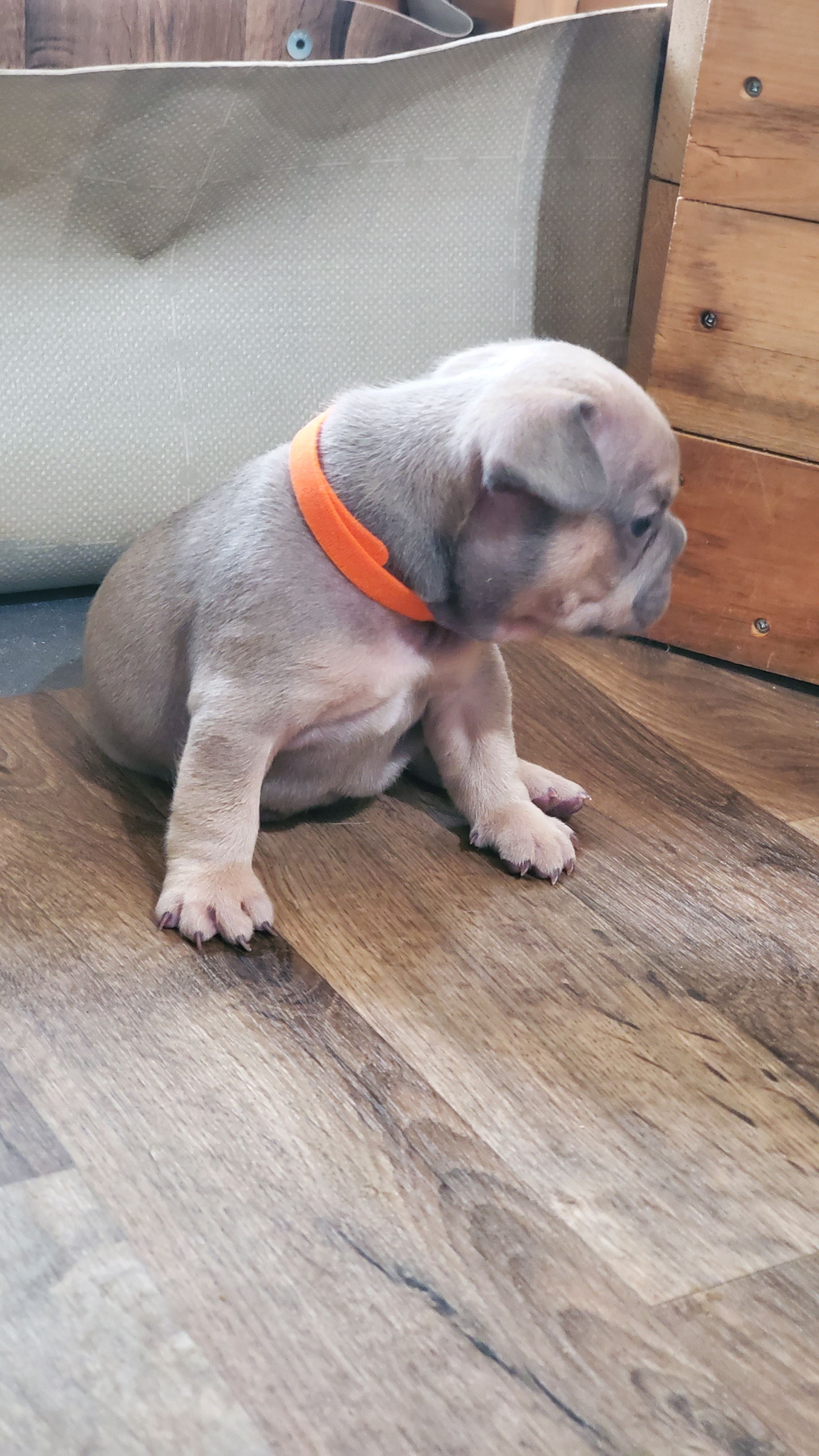 Chiots bouledogue français