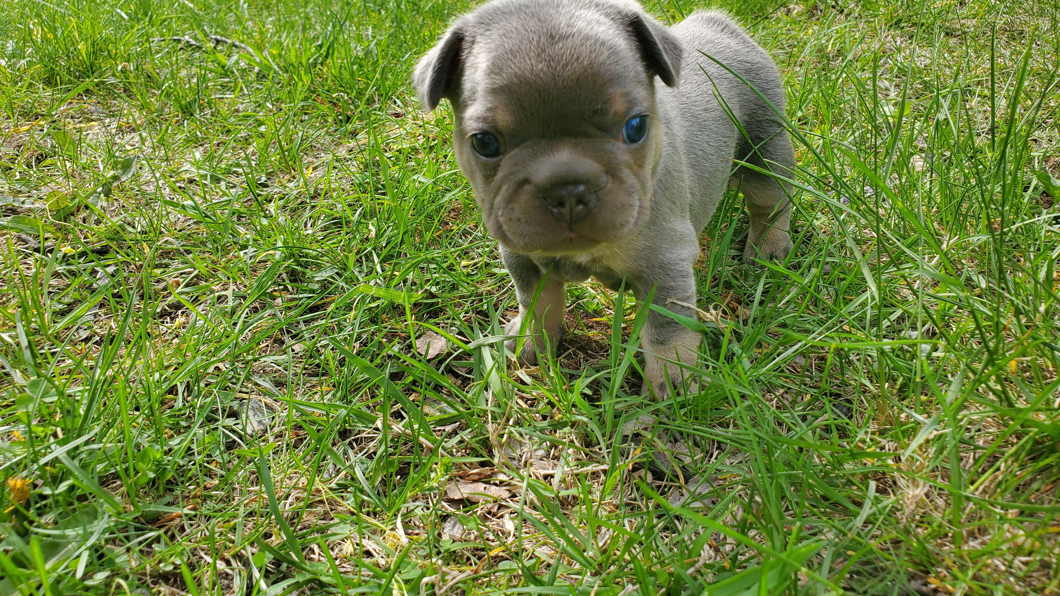 Chiots bouledogue français