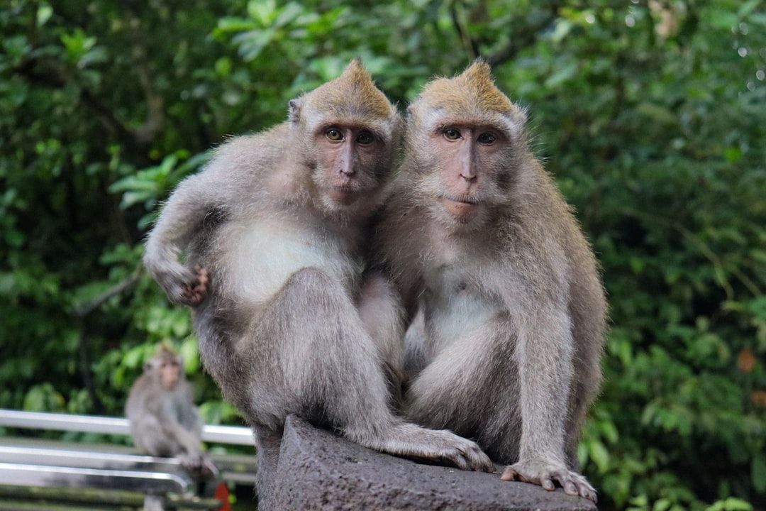 Sacred Monkey Forest Sanctuary