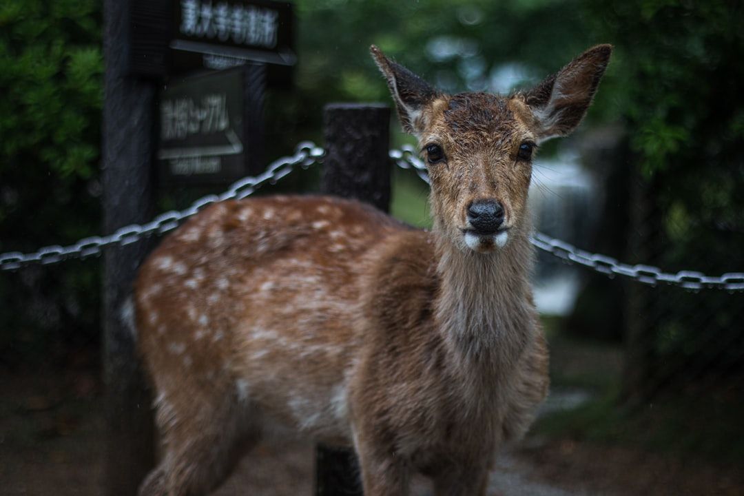 Nara Park & Deer
