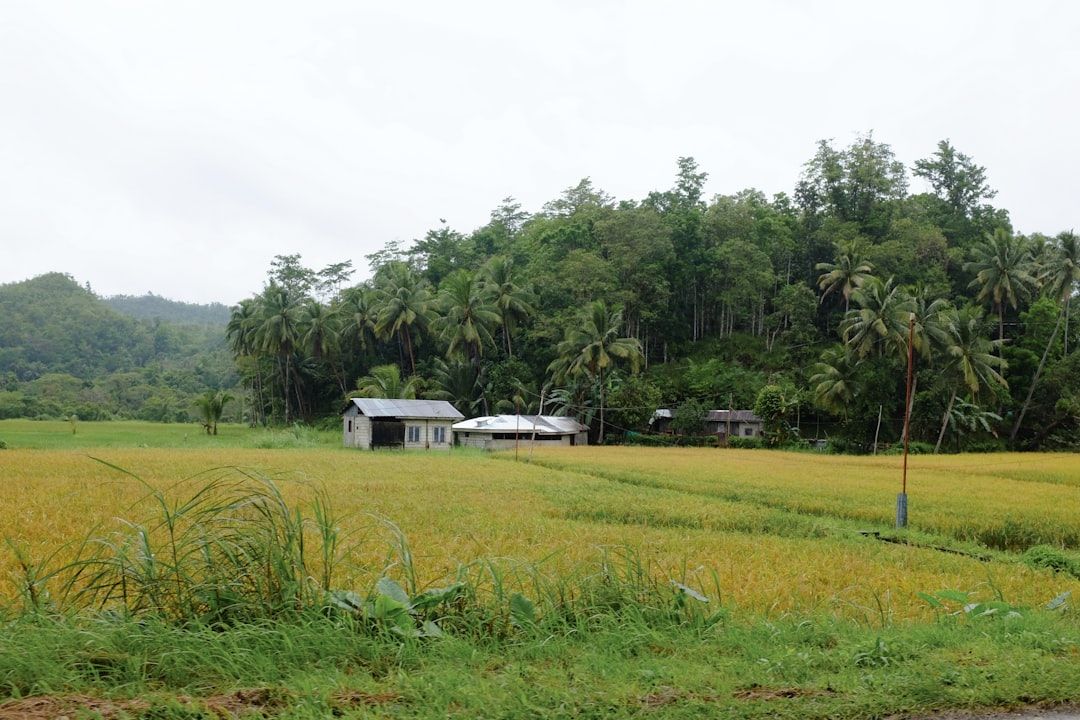 Rice field with small houses and trees in view.