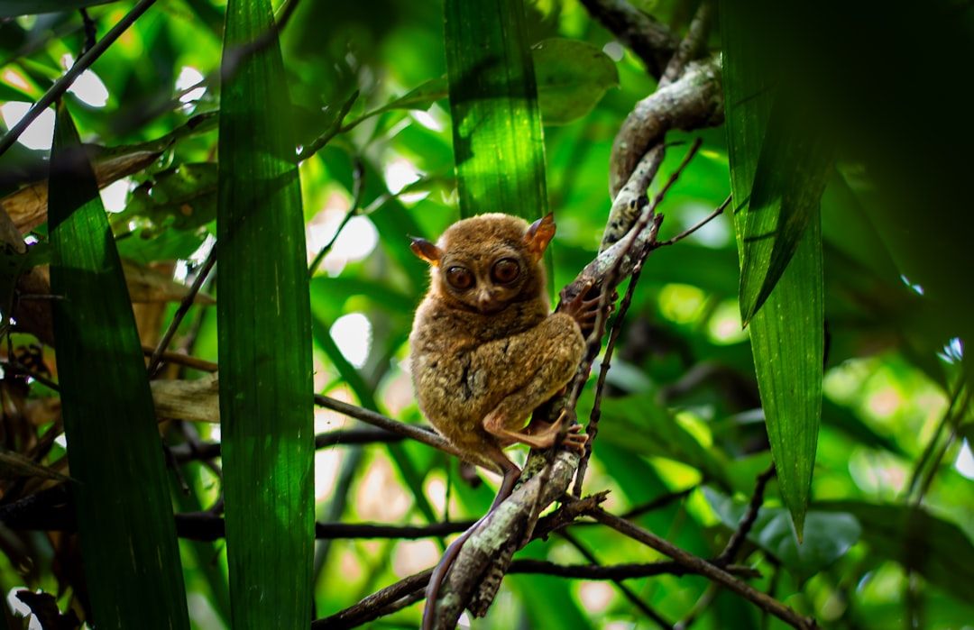 Philippine Tarsier Sanctuary Corella