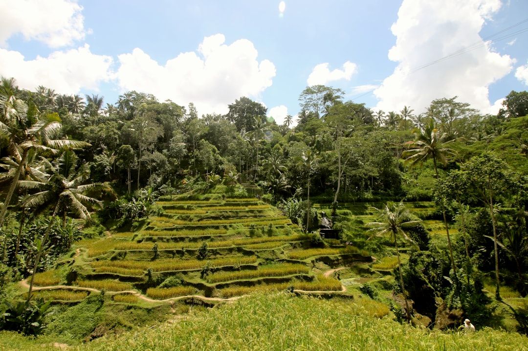 Tegallalang Rice Terraces