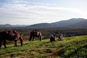 horses in mountains