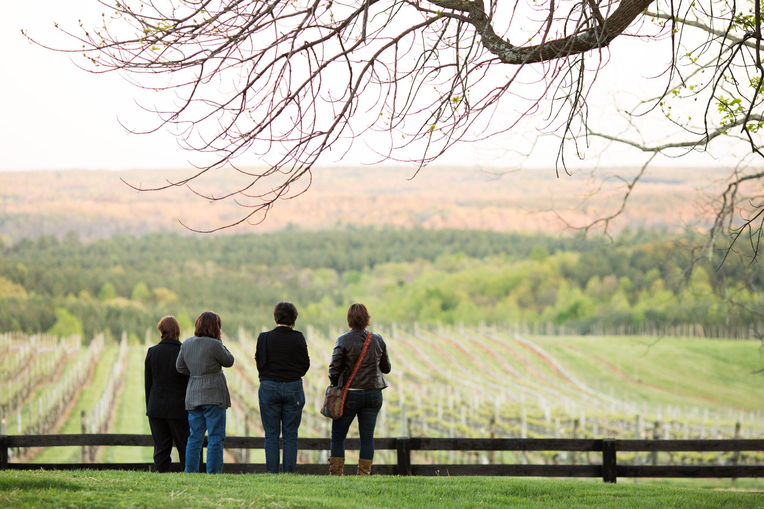 four people looking at a vineyard mountain view