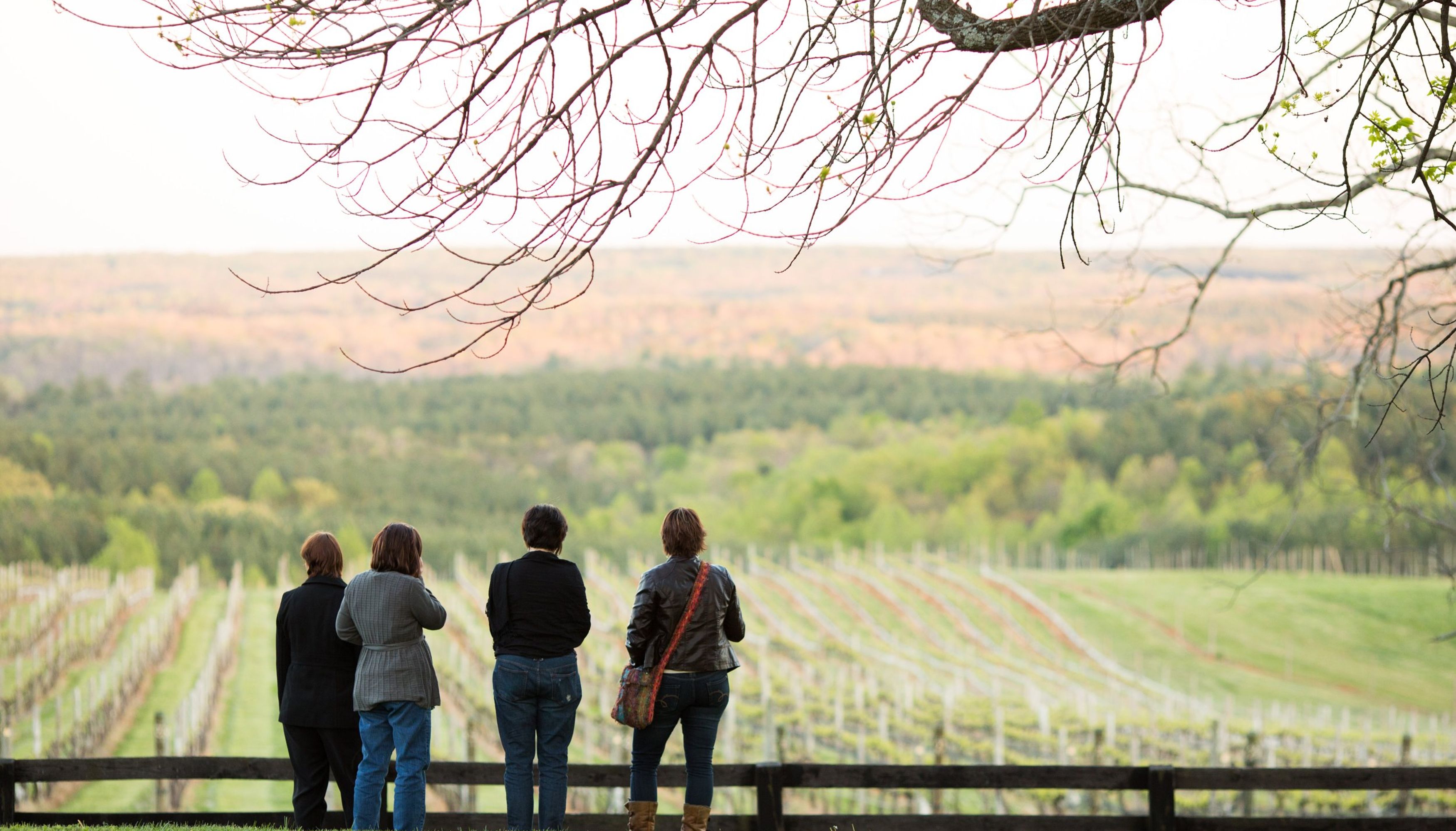 four people looking at a vineyard mountain view