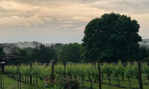 Montifalco Vineyard