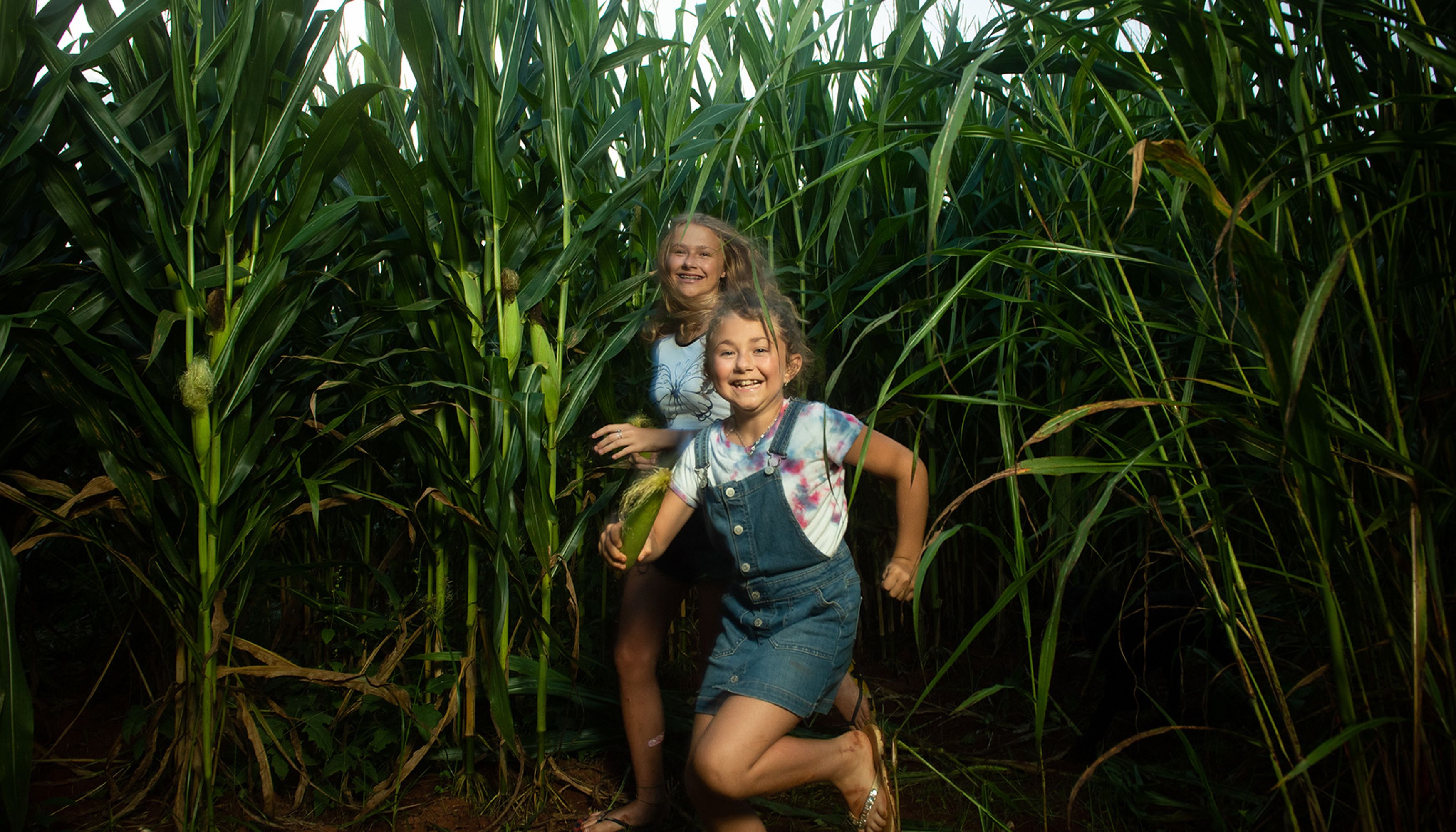 Two blonde children running through corn mazeundefined
