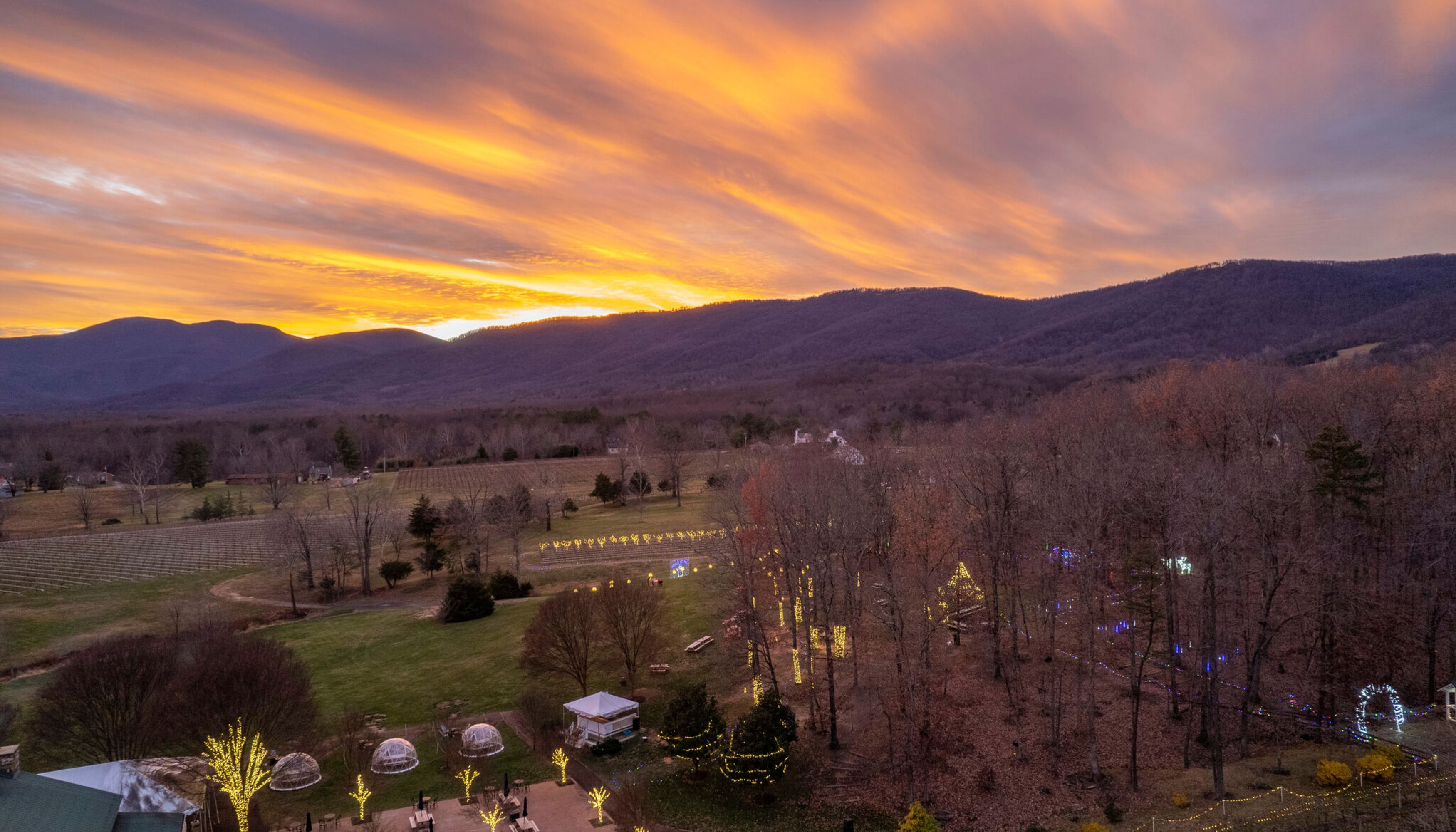 Sunset and Christmas lights in vineyard sceneryundefined