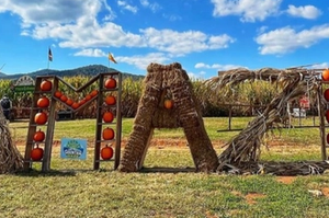 the word AMAZE spelled out by hay and pumpkins