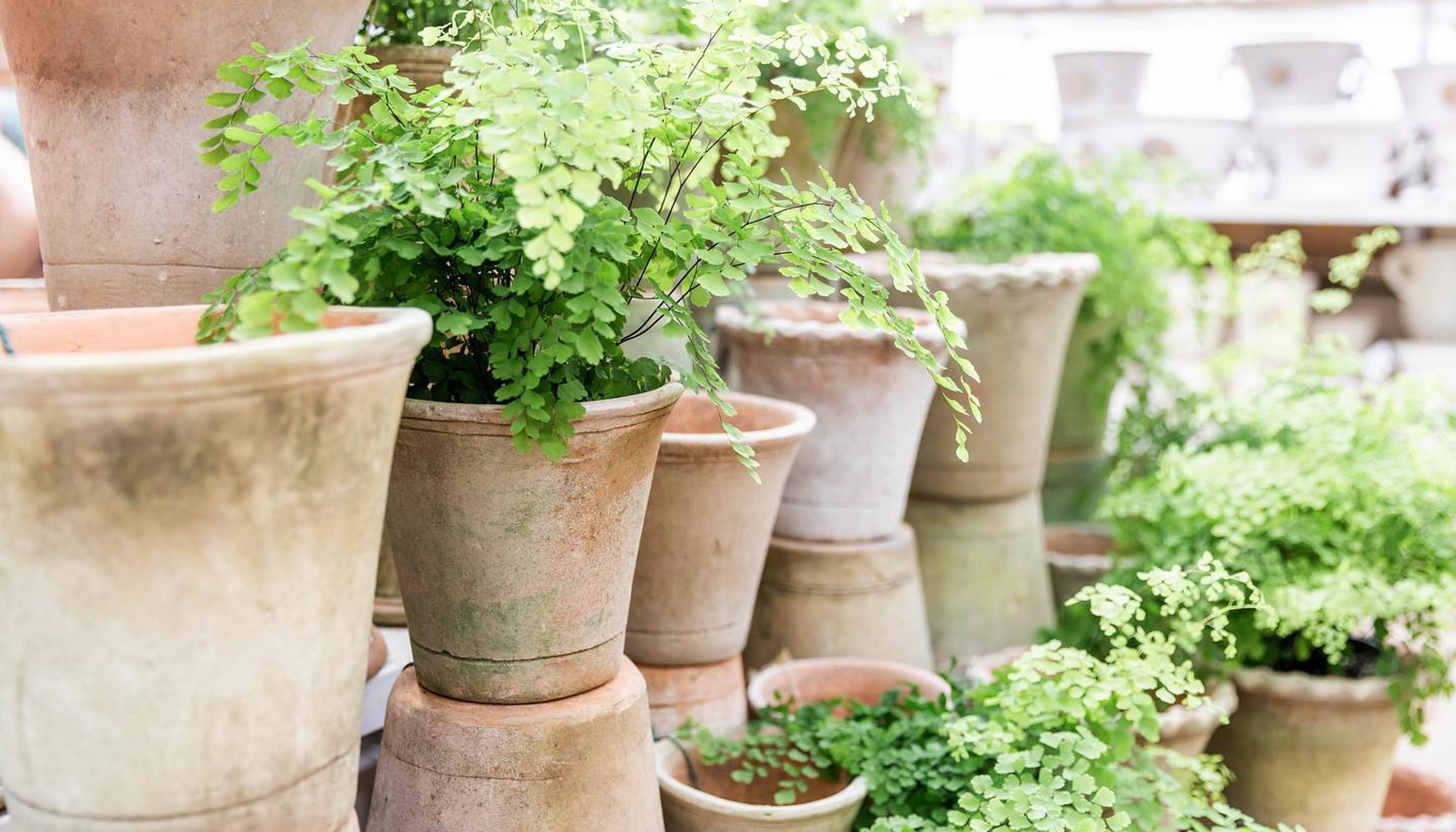 plants in potsundefined