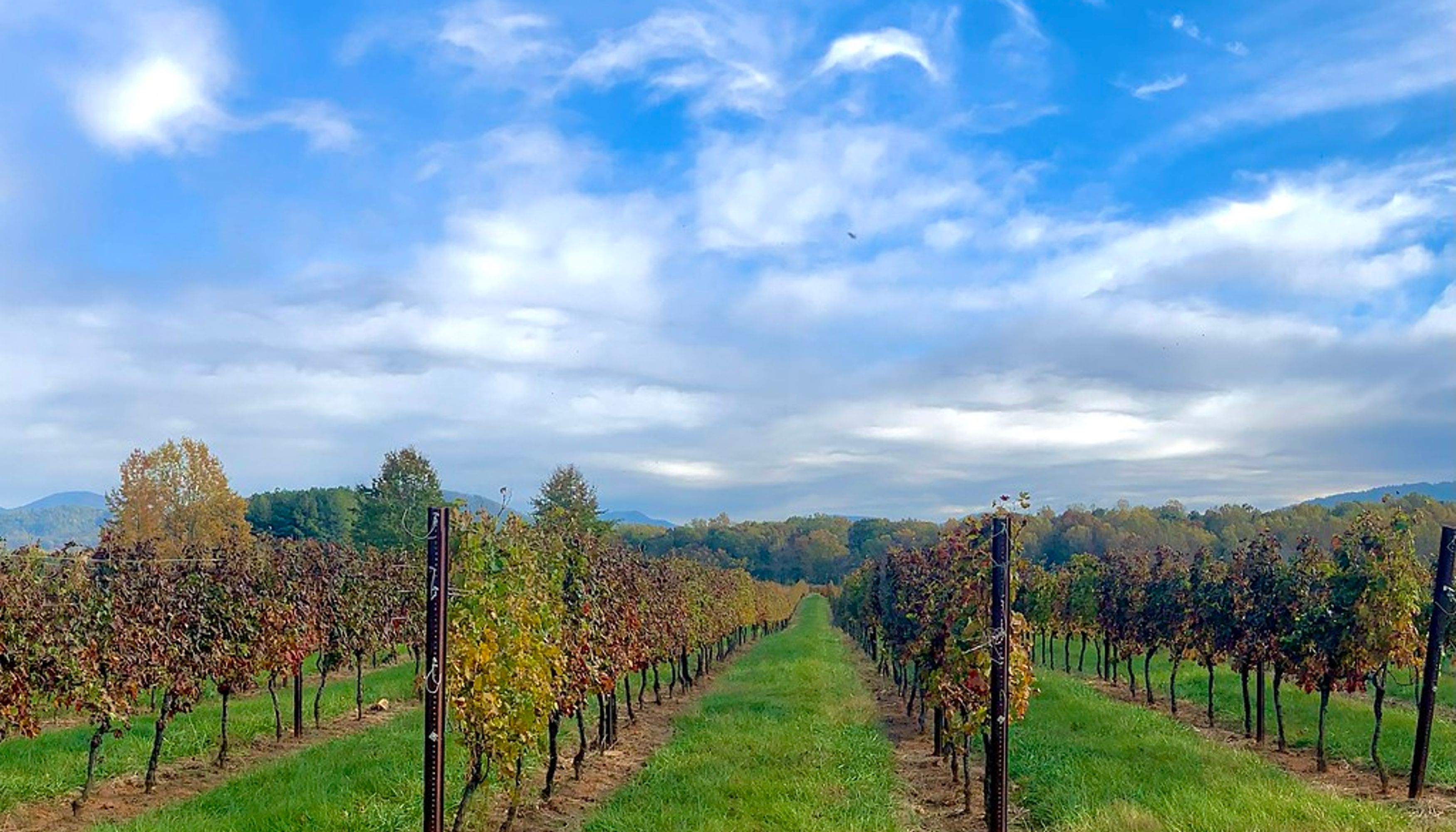 Charlottesville wineries undefined
