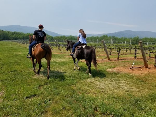 HORSEBACK RIDING IN WINE COUNTRY