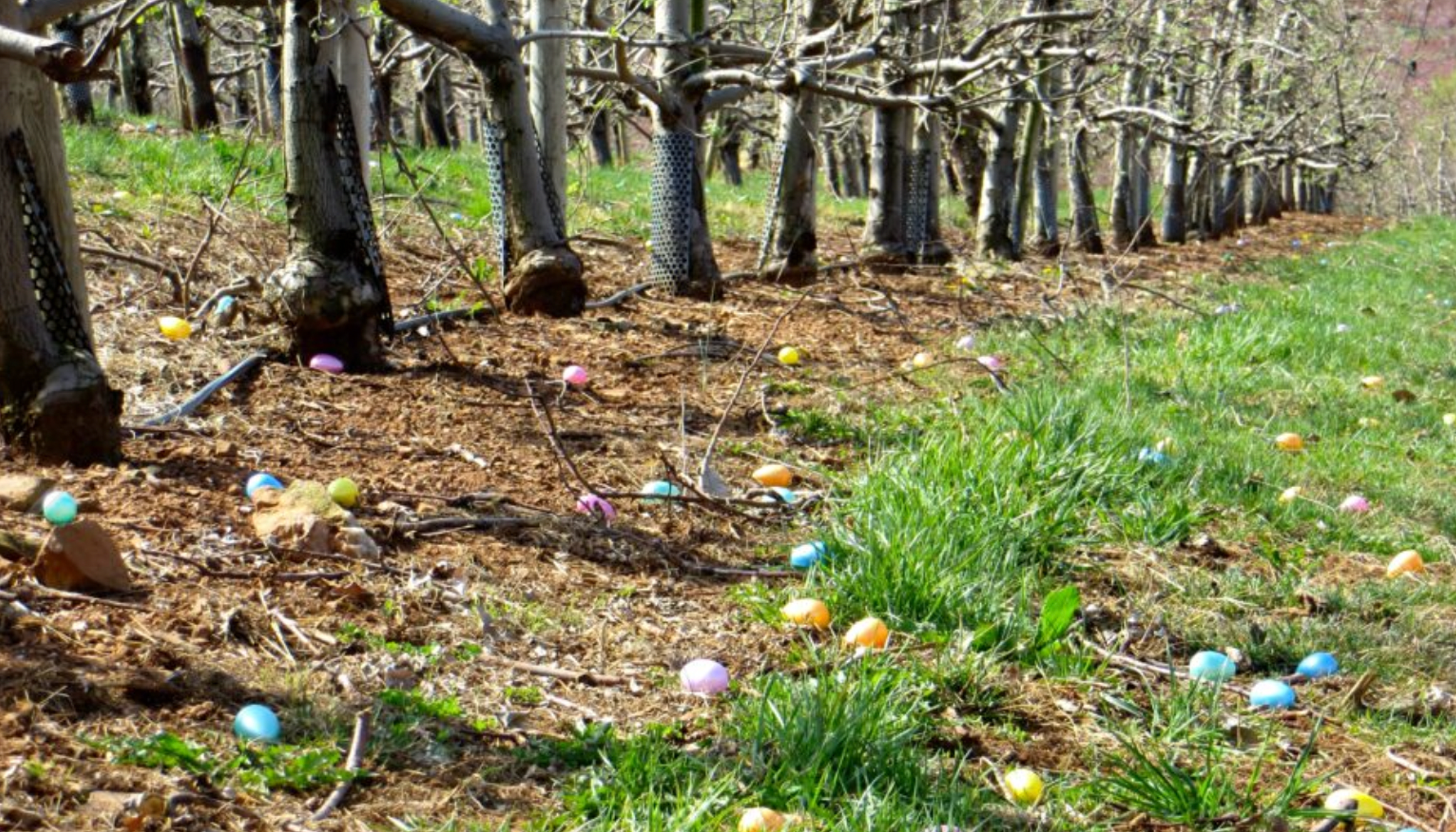 Easter Egg Hunt at Chiles Peach Orchardundefined
