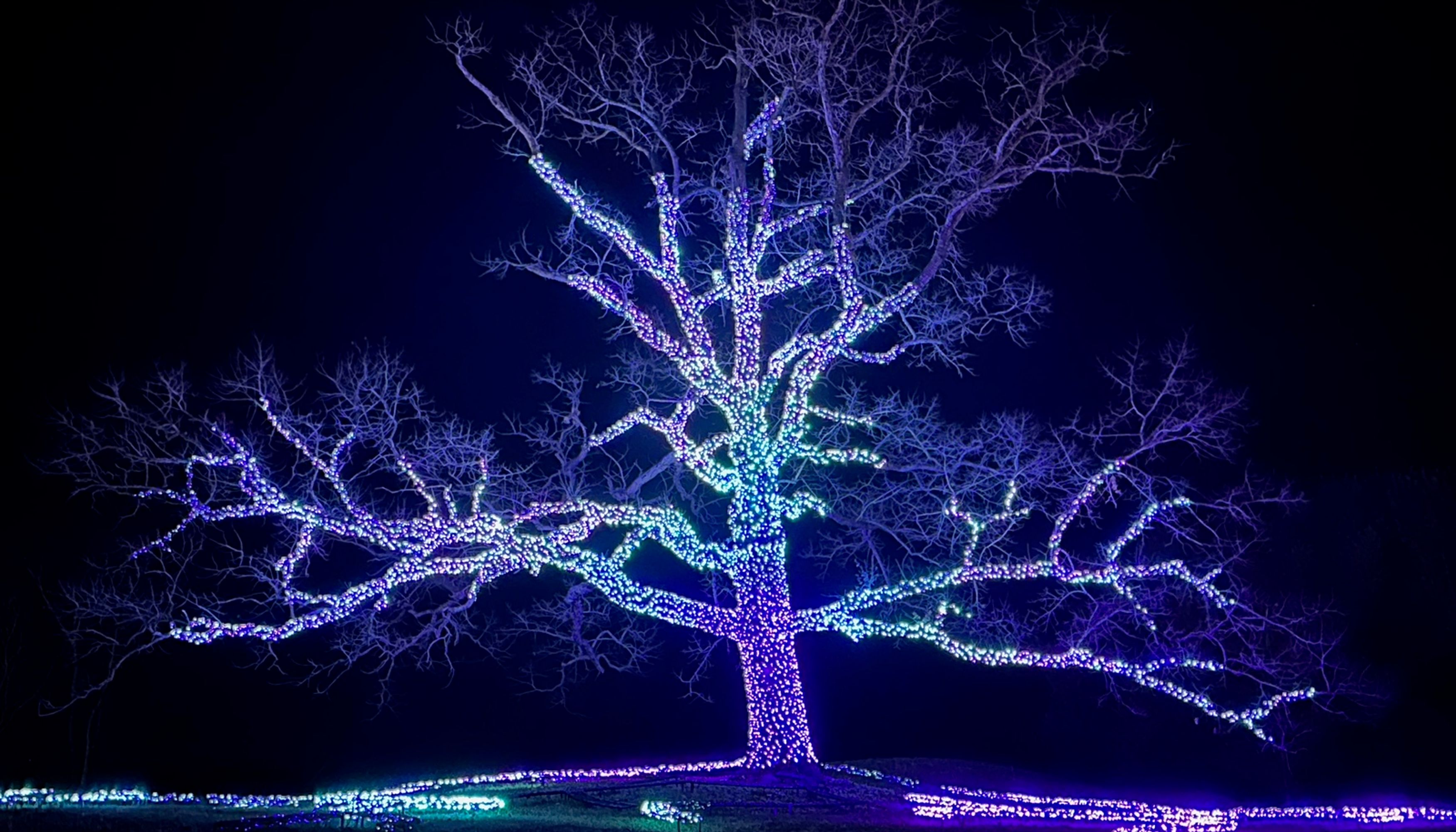Tree lit up with Christmas lightsundefined
