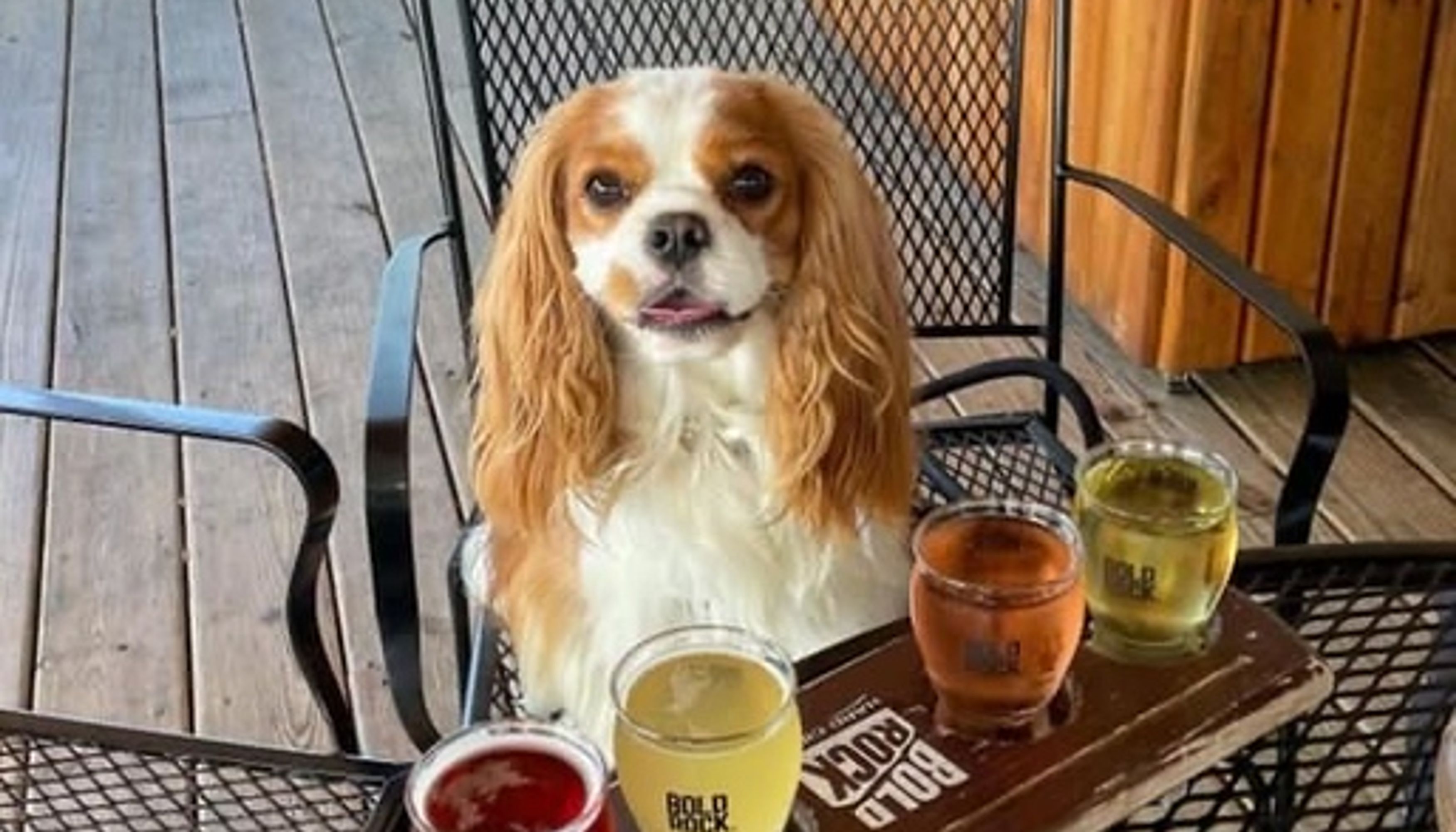 Dog tasting a cider flight at Bold Rockundefined