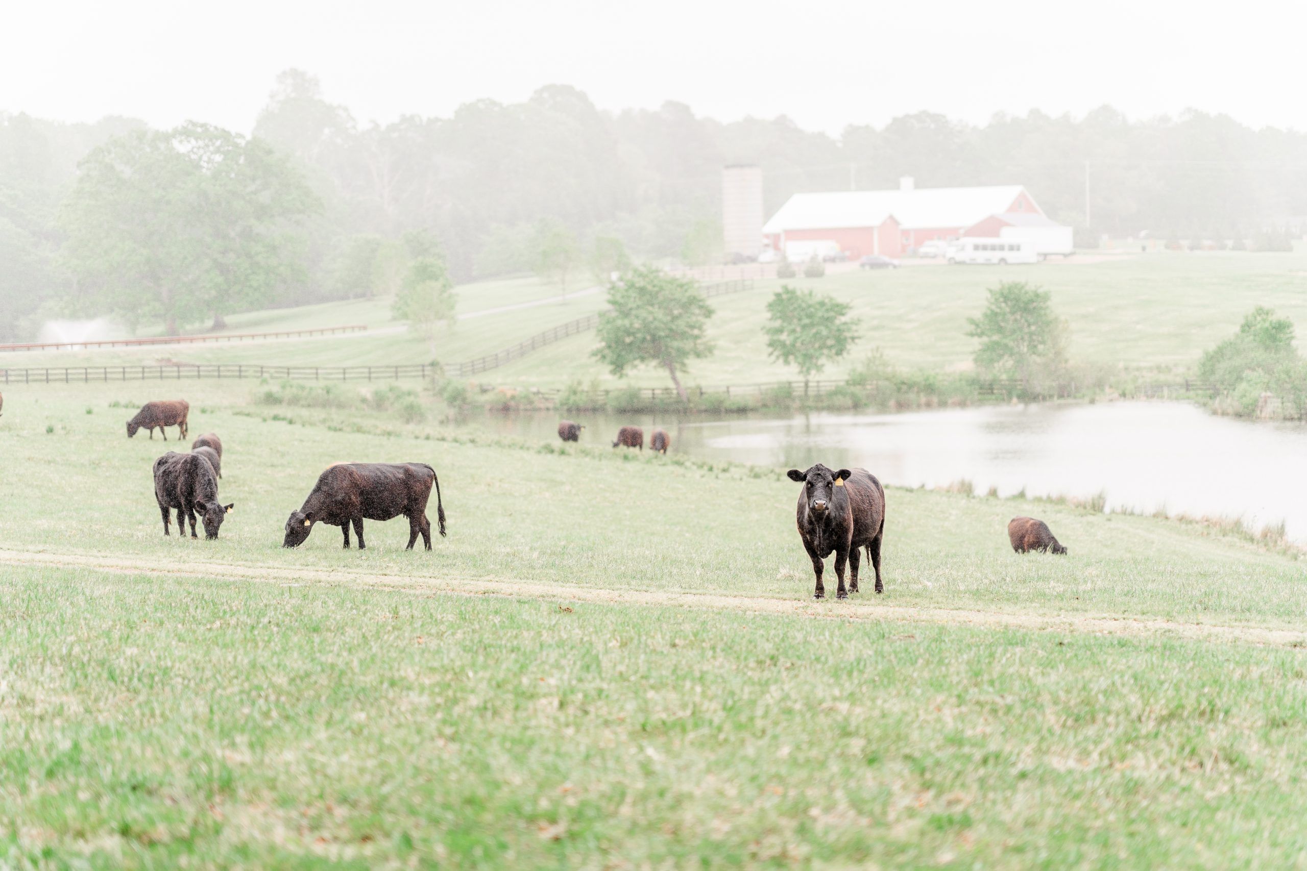 cows grazing in front of pond and barn