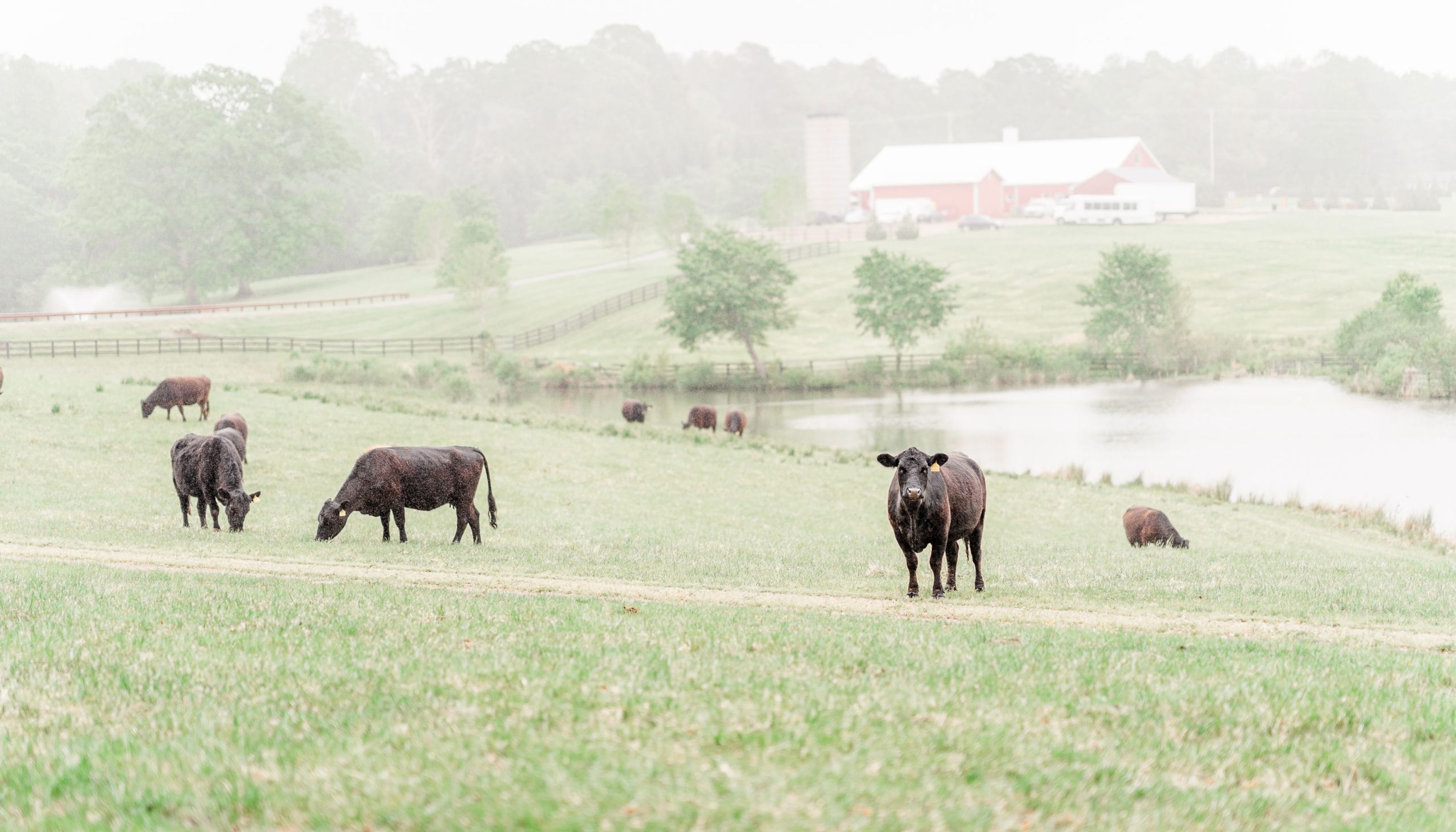 cows grazing in front of pond and barn