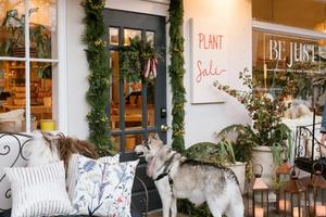 dog in front of a shop