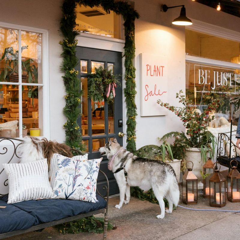 dog in front of a shop