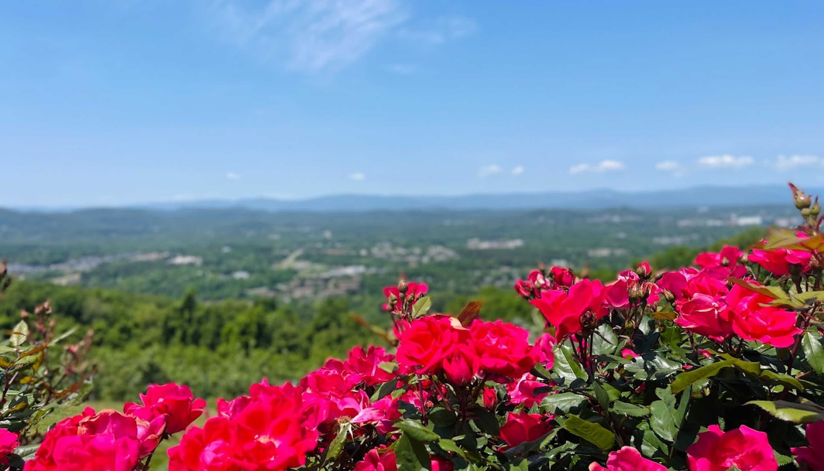 flowers blooming above mountain viewundefined